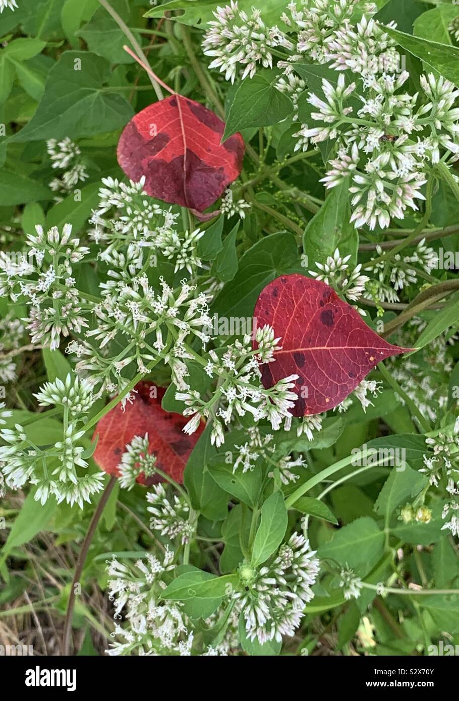 Autumn red leaves fallen from a tree on a blooming plant with white flowers in the forest - Smartphone Captured Stock Image