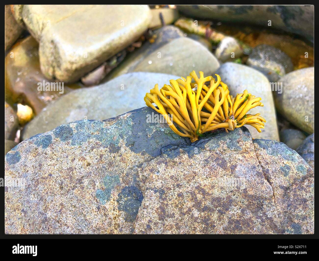 Seaweed Morar rock pool - Smartphone Captured Stock Image