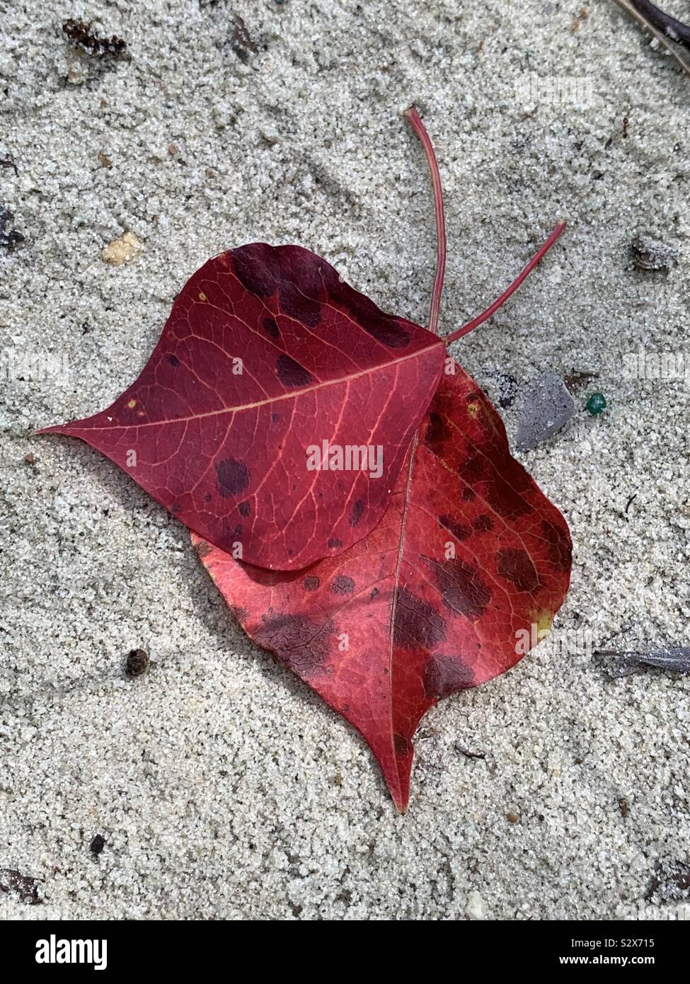 Autumn red leaves on white sand in the forest - Smartphone Captured Stock Image