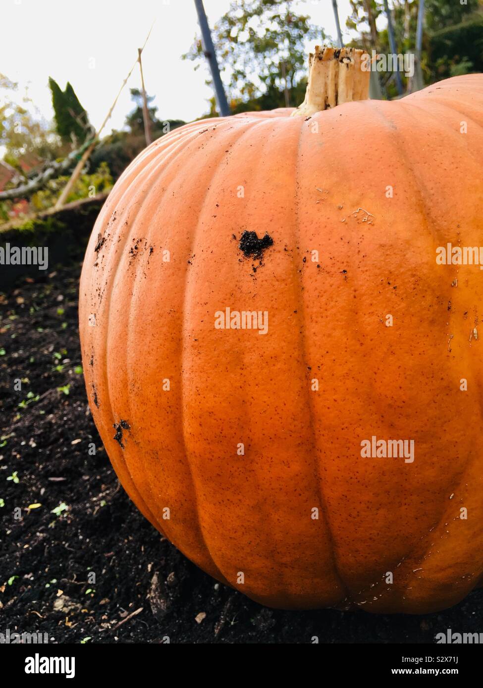 Pumpkin growing in a garden - Smartphone Captured Stock Image