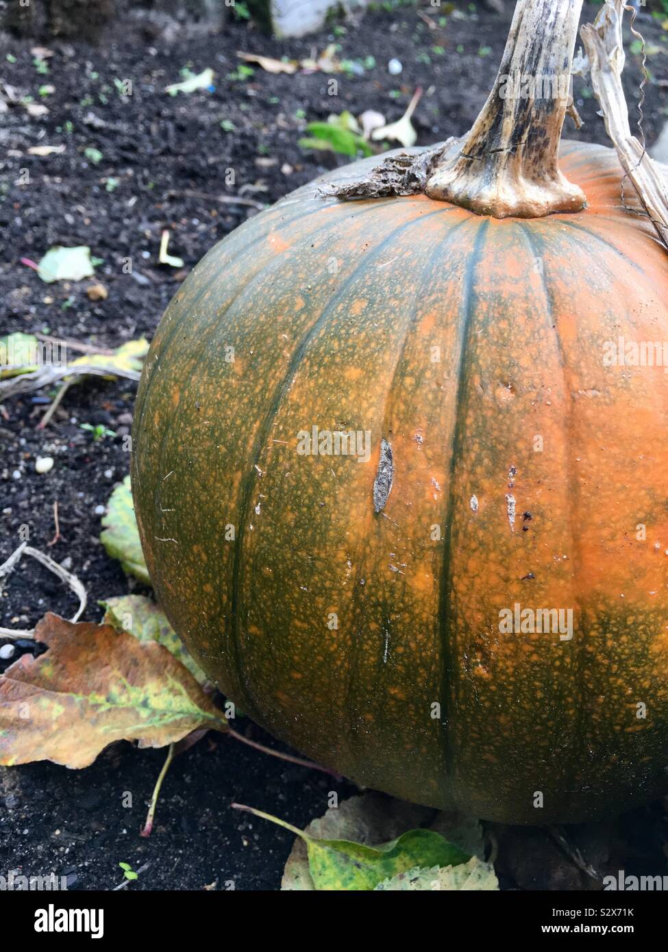 Pumpkin growing in a garden - Smartphone Captured Stock Image