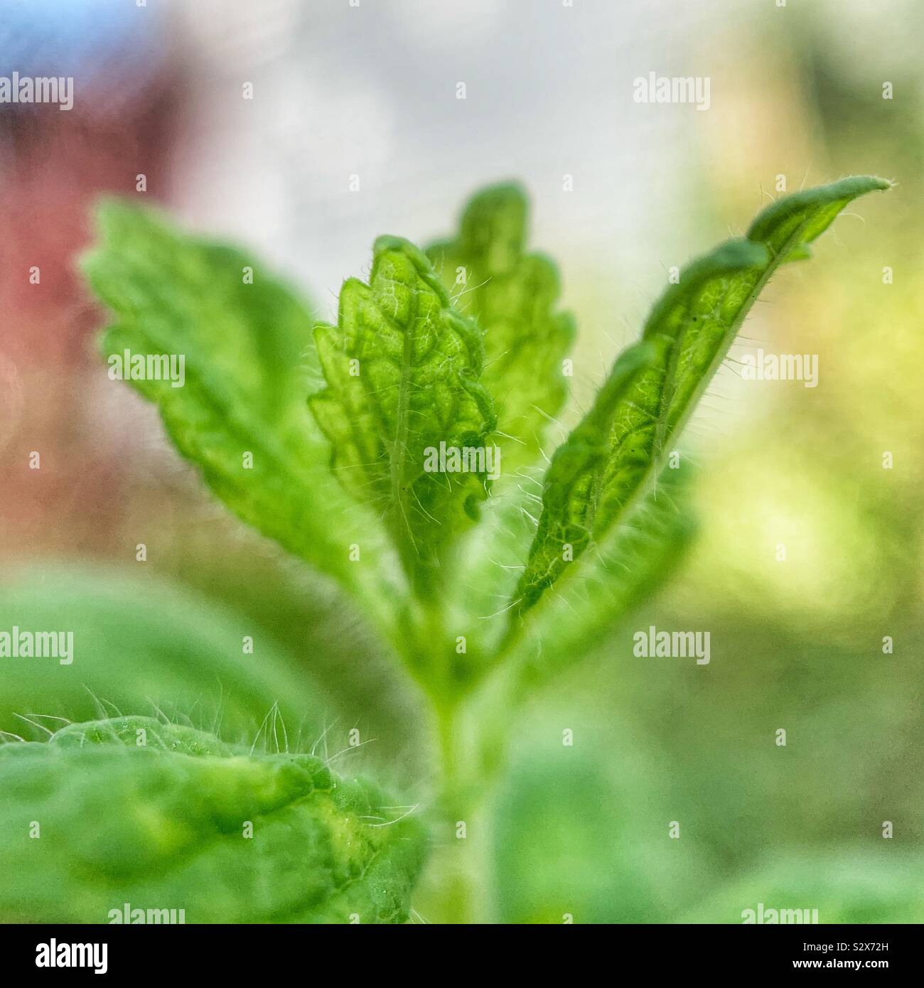 Lemon balm plant in garden - Smartphone Captured Stock Image