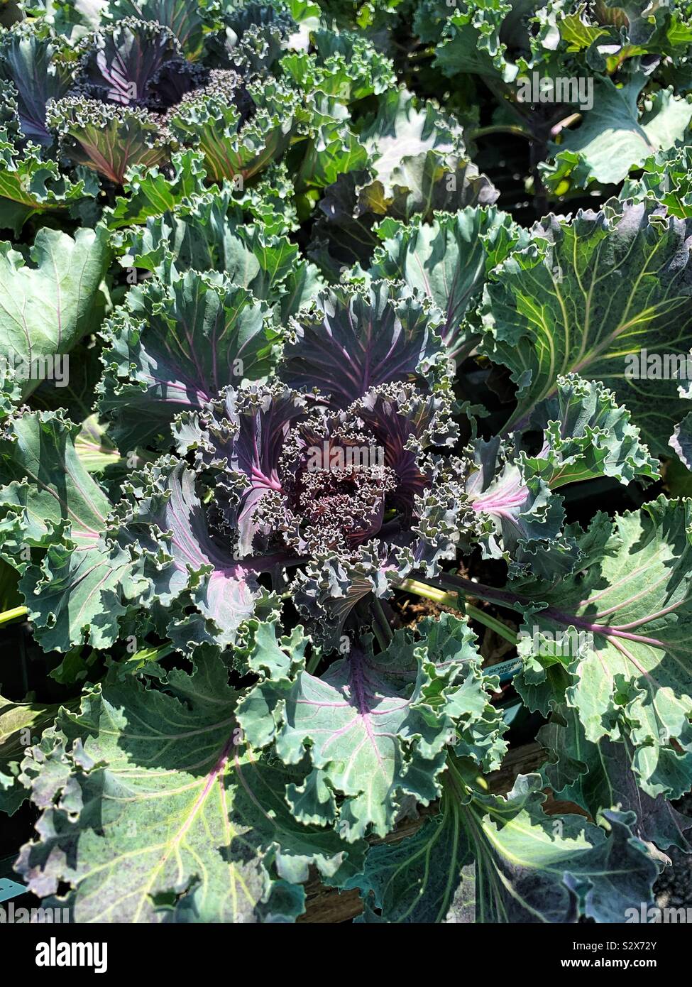 Head of fresh green and purple lettuce growing in the vegetable garden. - Smartphone Captured Stock Image
