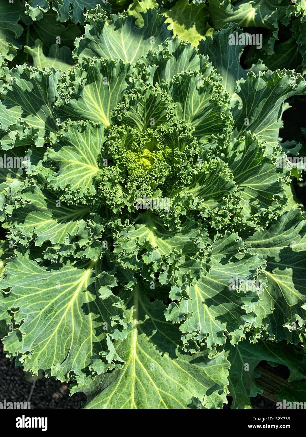 Head of fresh green kale growing in the vegetable garden. - Smartphone Captured Stock Image