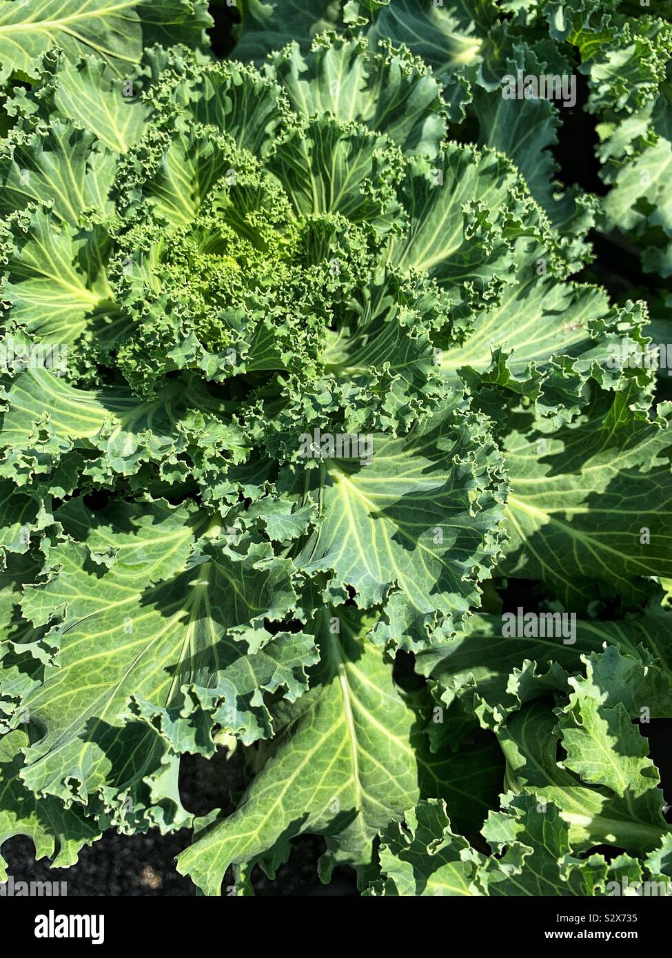 Head of fresh green kale growing in the vegetable garden. - Smartphone Captured Stock Image