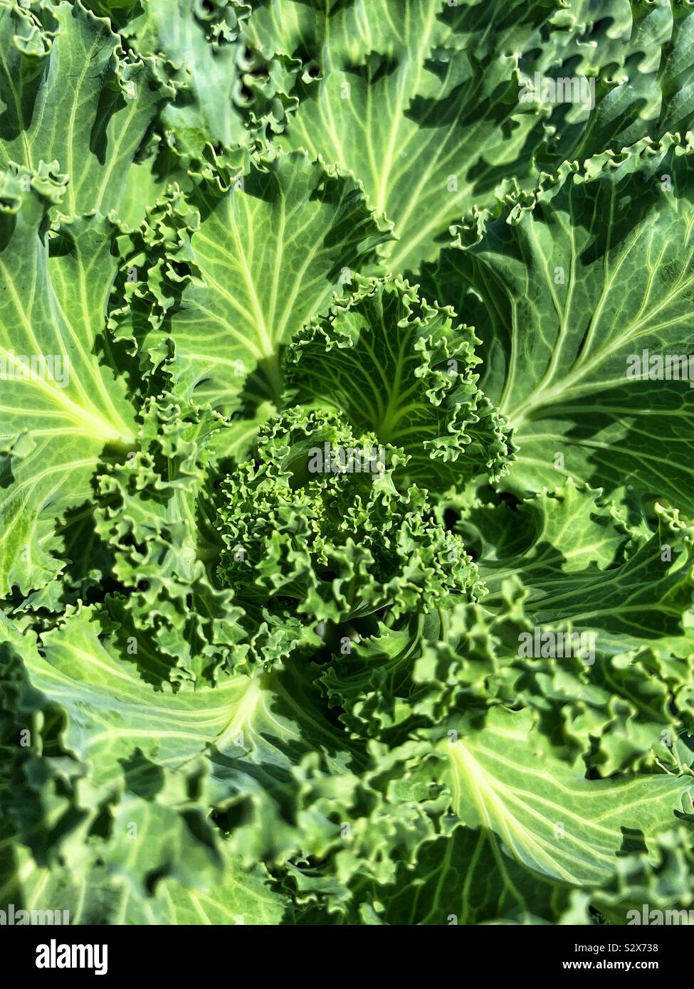 Head of fresh green kale growing in the vegetable garden. - Smartphone Captured Stock Image