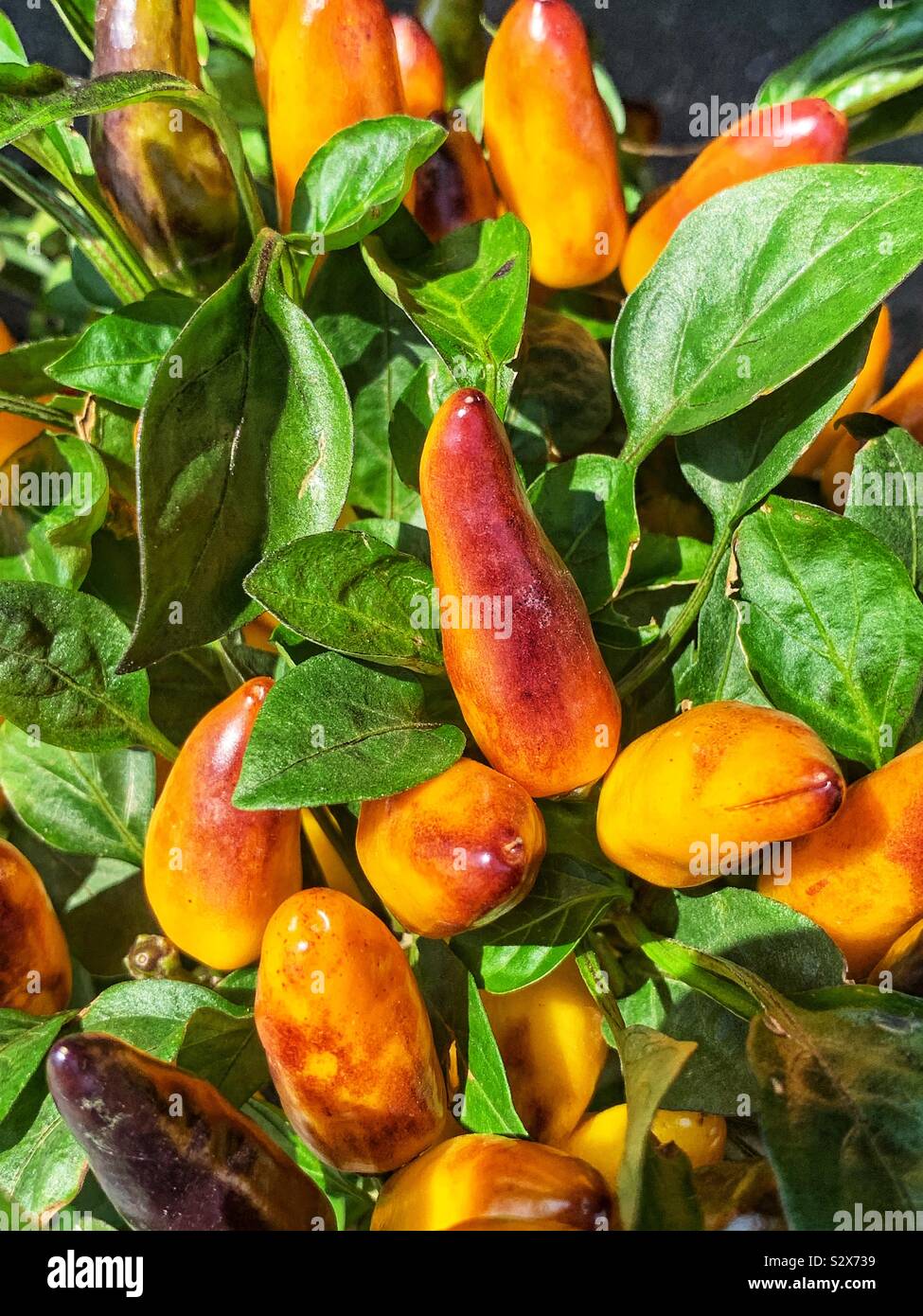Yellow and red ornamental peppers growing in a summer garden. Stock Photo