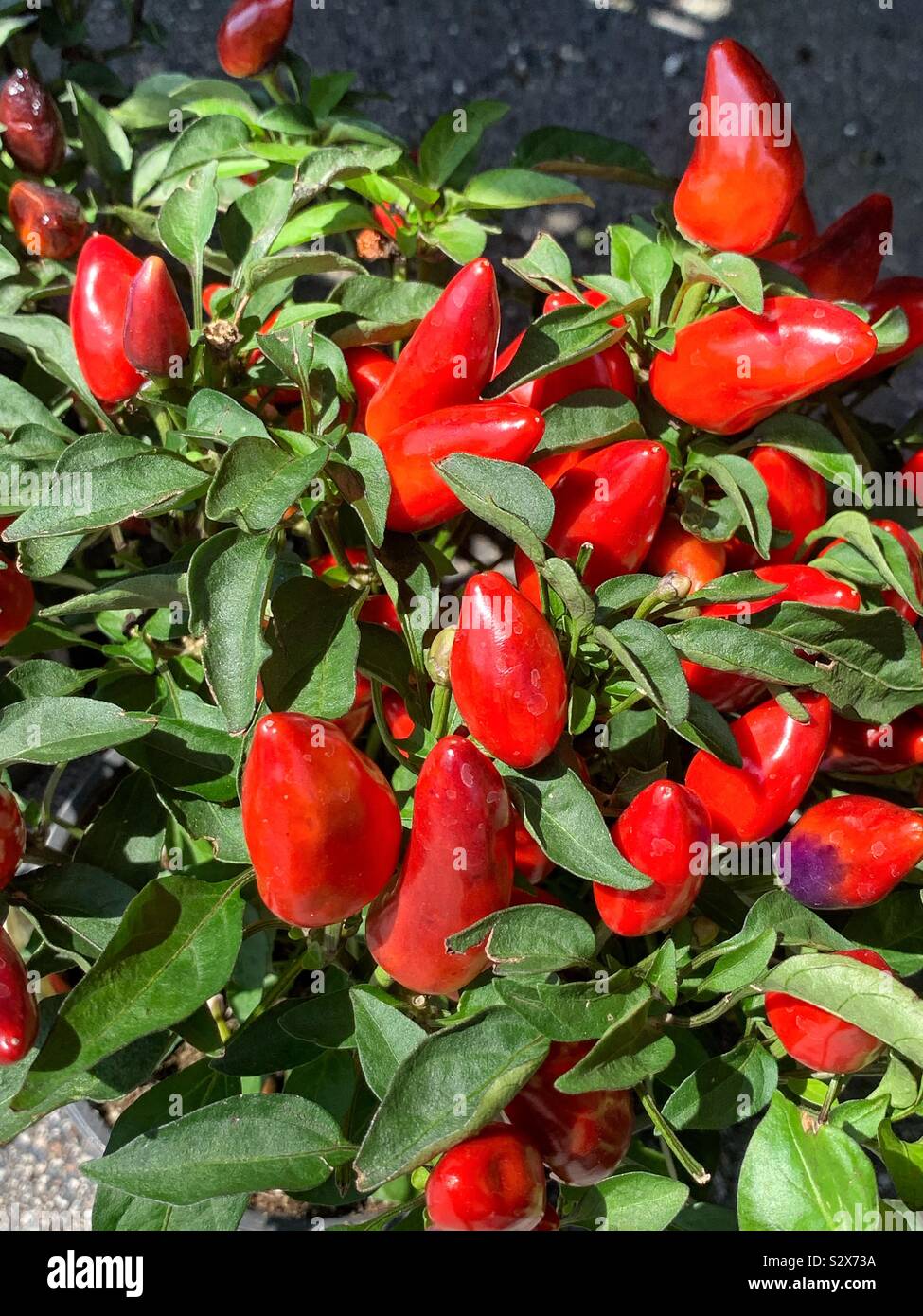 Beautiful red ornamental peppers. Stock Photo