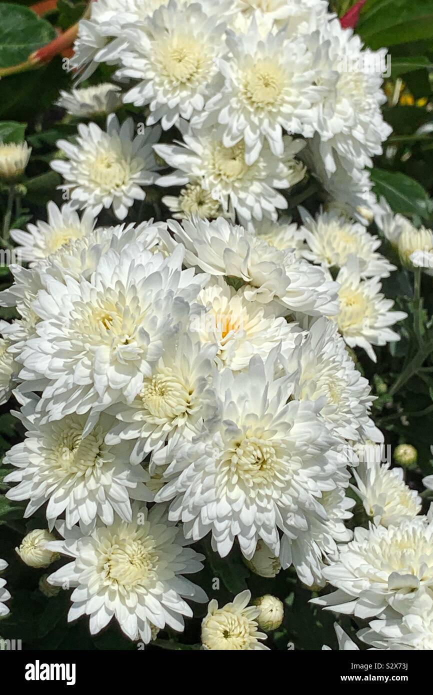 chrysanthemum white bouquet