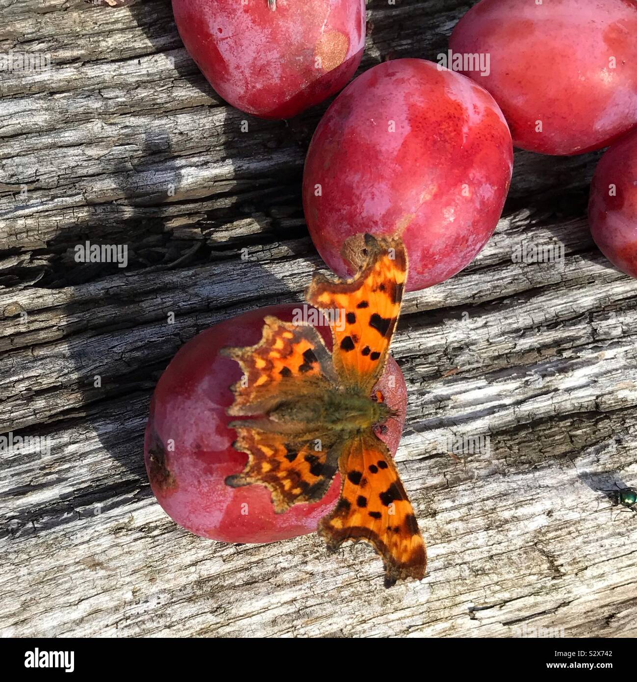 Comma butterfly feeding on a ripe plum Stock Photo