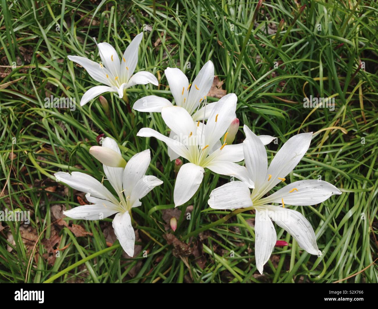 A bunch of white colored flowers called Atamasco Lily or Rain Lily are growing near the ocean in Myrtle Beach South Carolina. Zephyranthes atamasca are native to the southeastern United States. Stock Photo