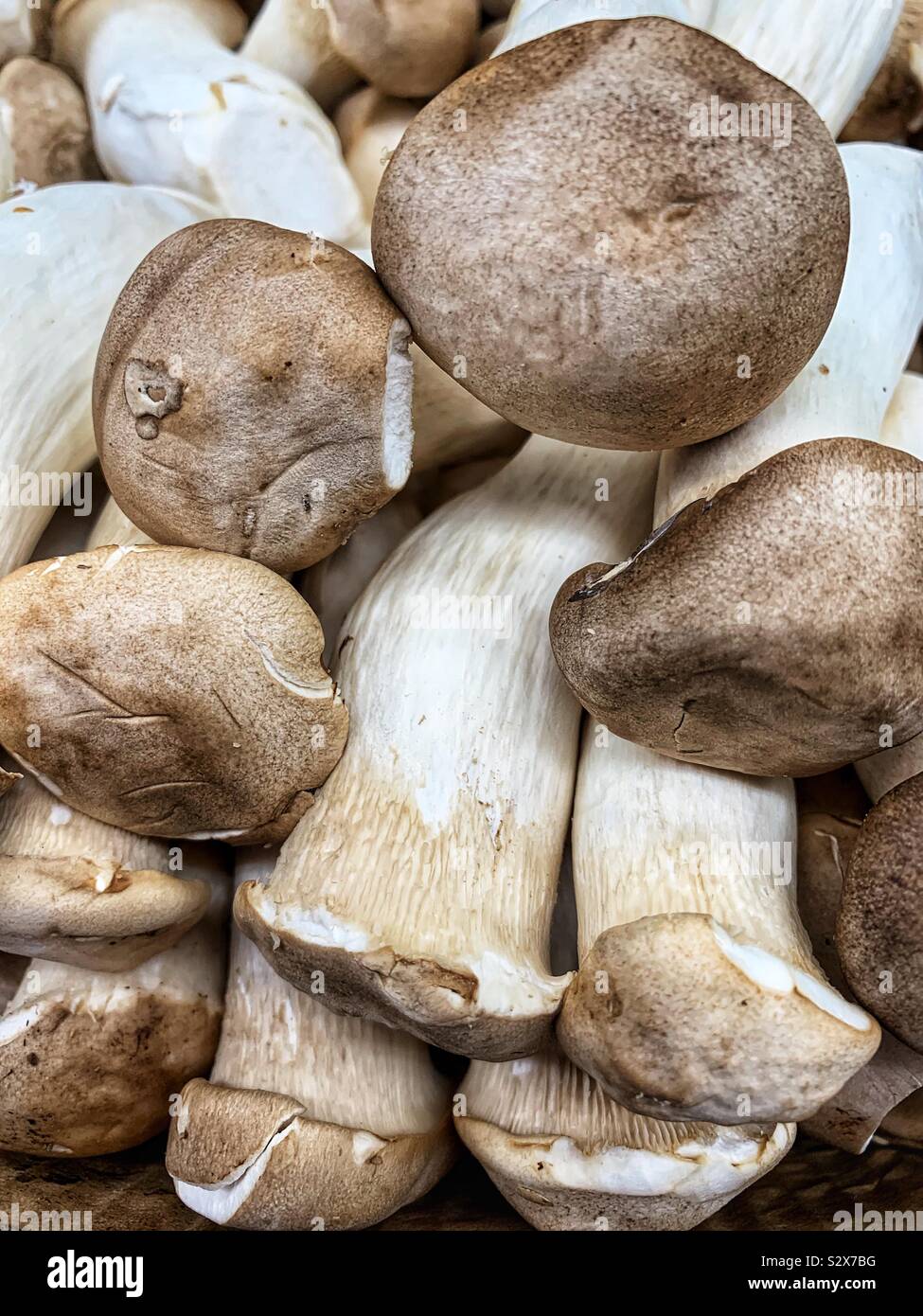 Pleurotus eryngii, king trumpet mushroom, French horn mushroom, king oyster mushroom, king brown