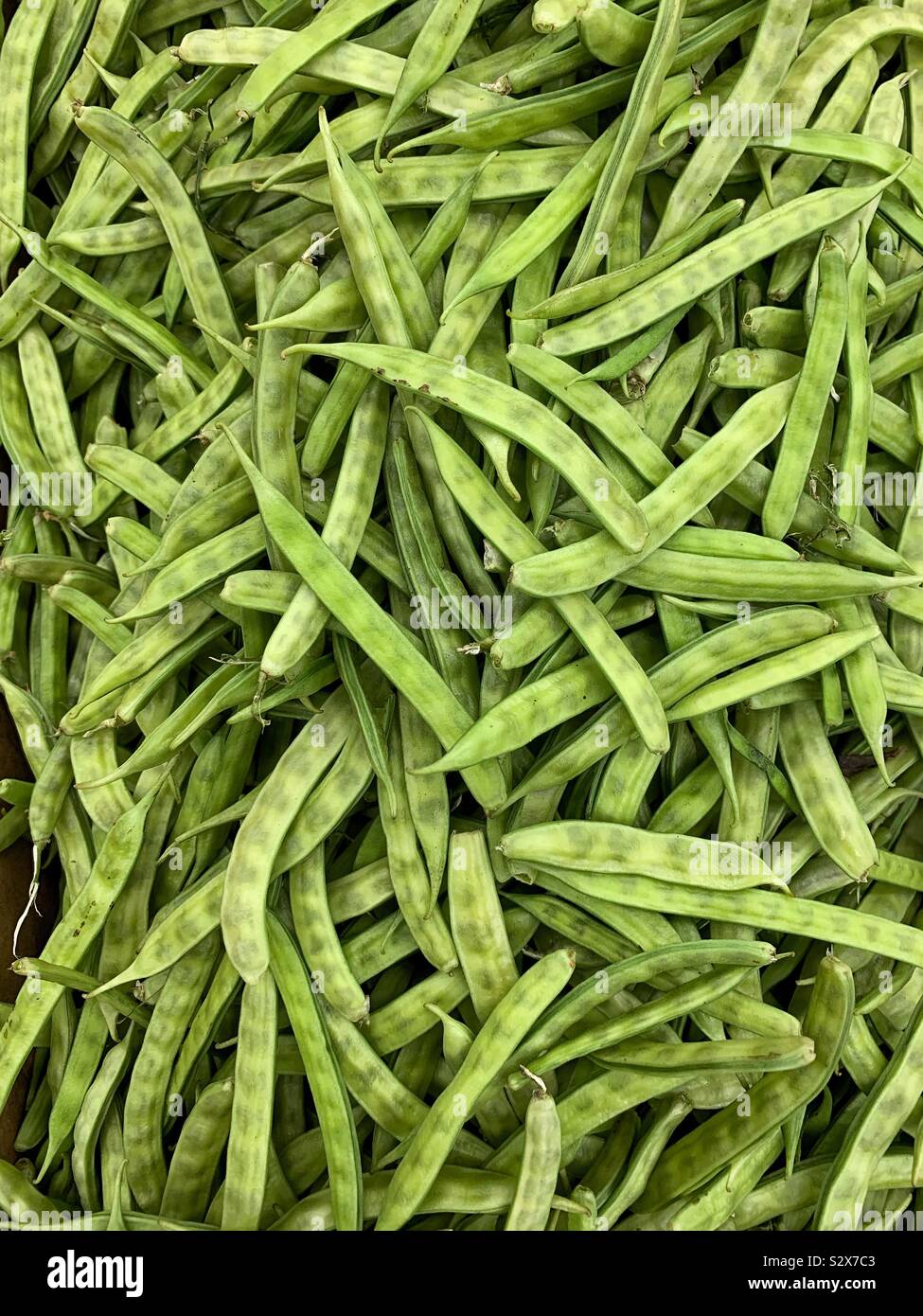 C. tetragonoloba, Cyamopsis tetragonoloba, guar bean, cluster bean, gavar, guwar, or guvar bean. Stock Photo
