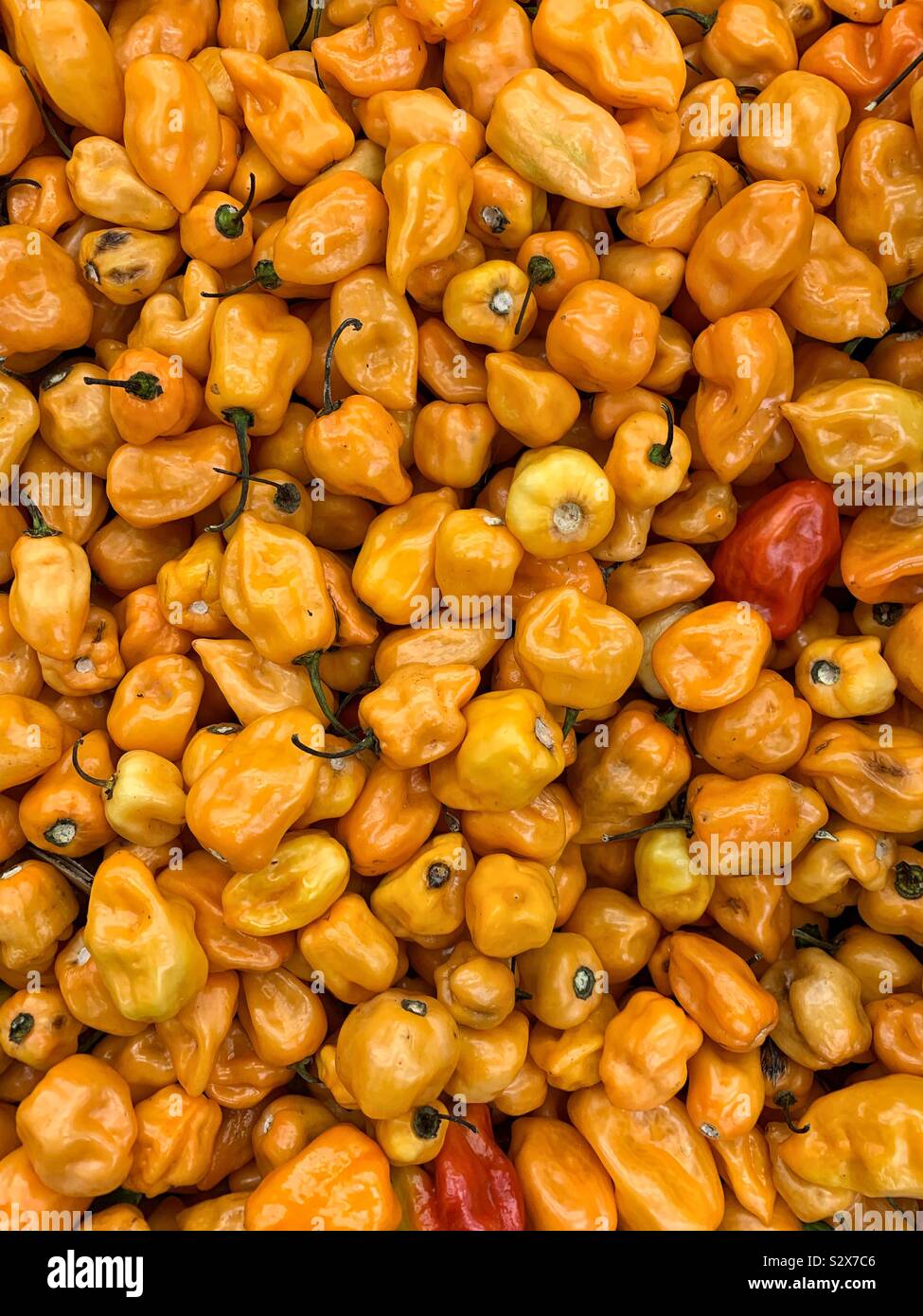 Fresh ripe, raw, hot and spicy orange habanero peppers. Stock Photo