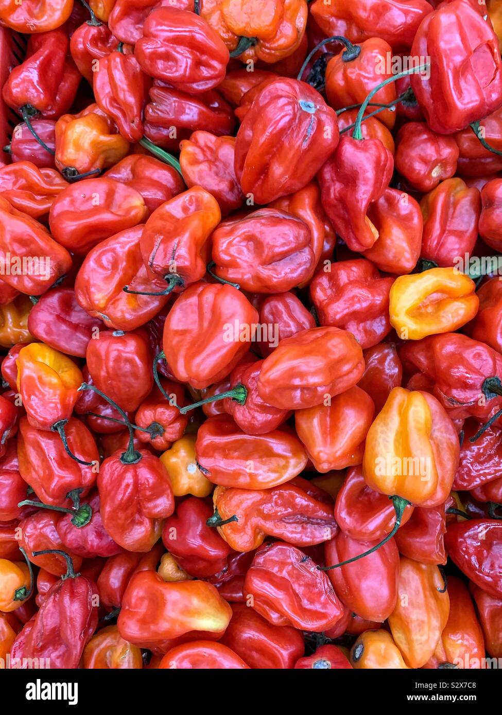 Fresh ripe tasty red habanero peppers. Stock Photo