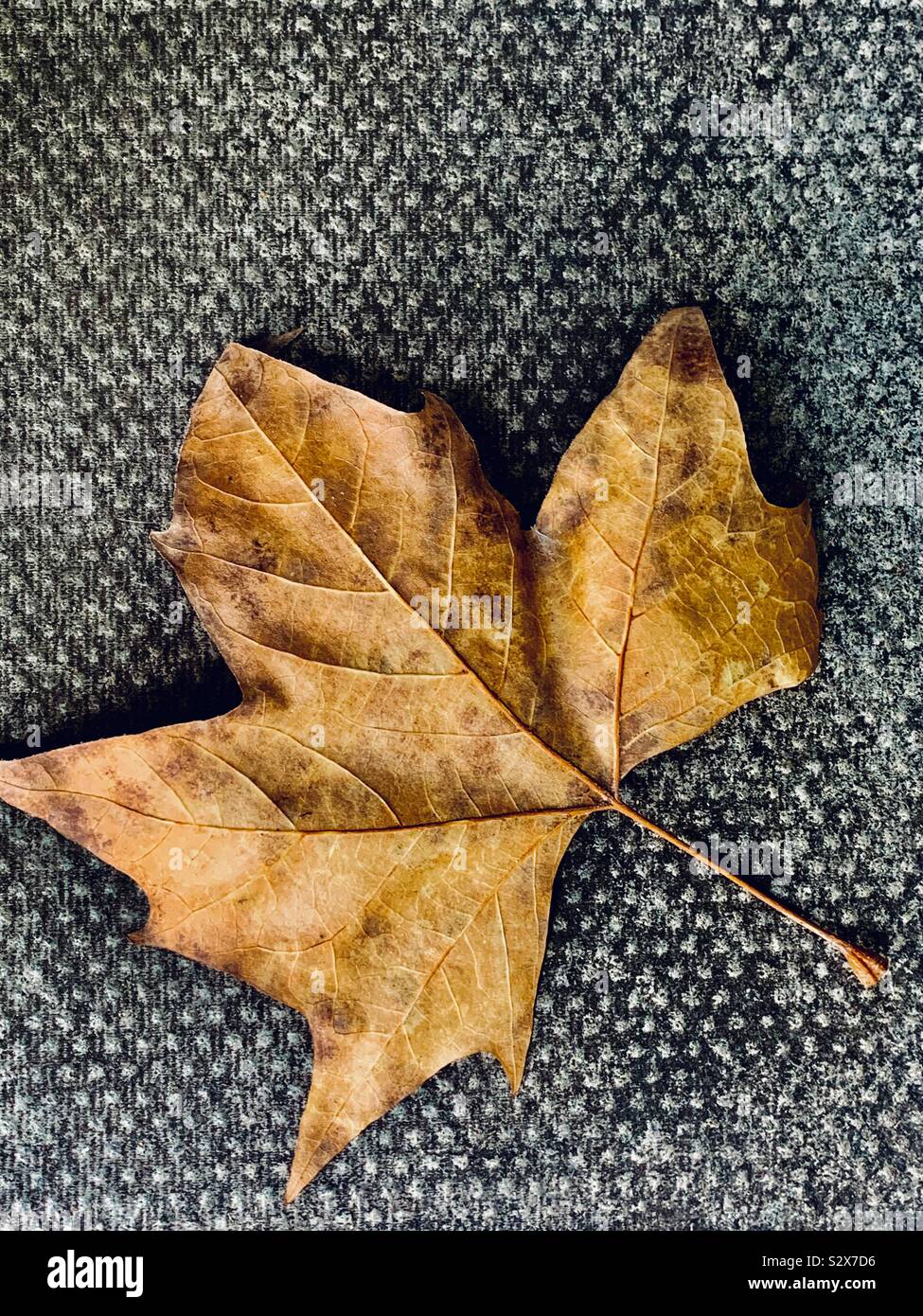 A standalone dead leaf found on the pavement marking the change of season Stock Photo