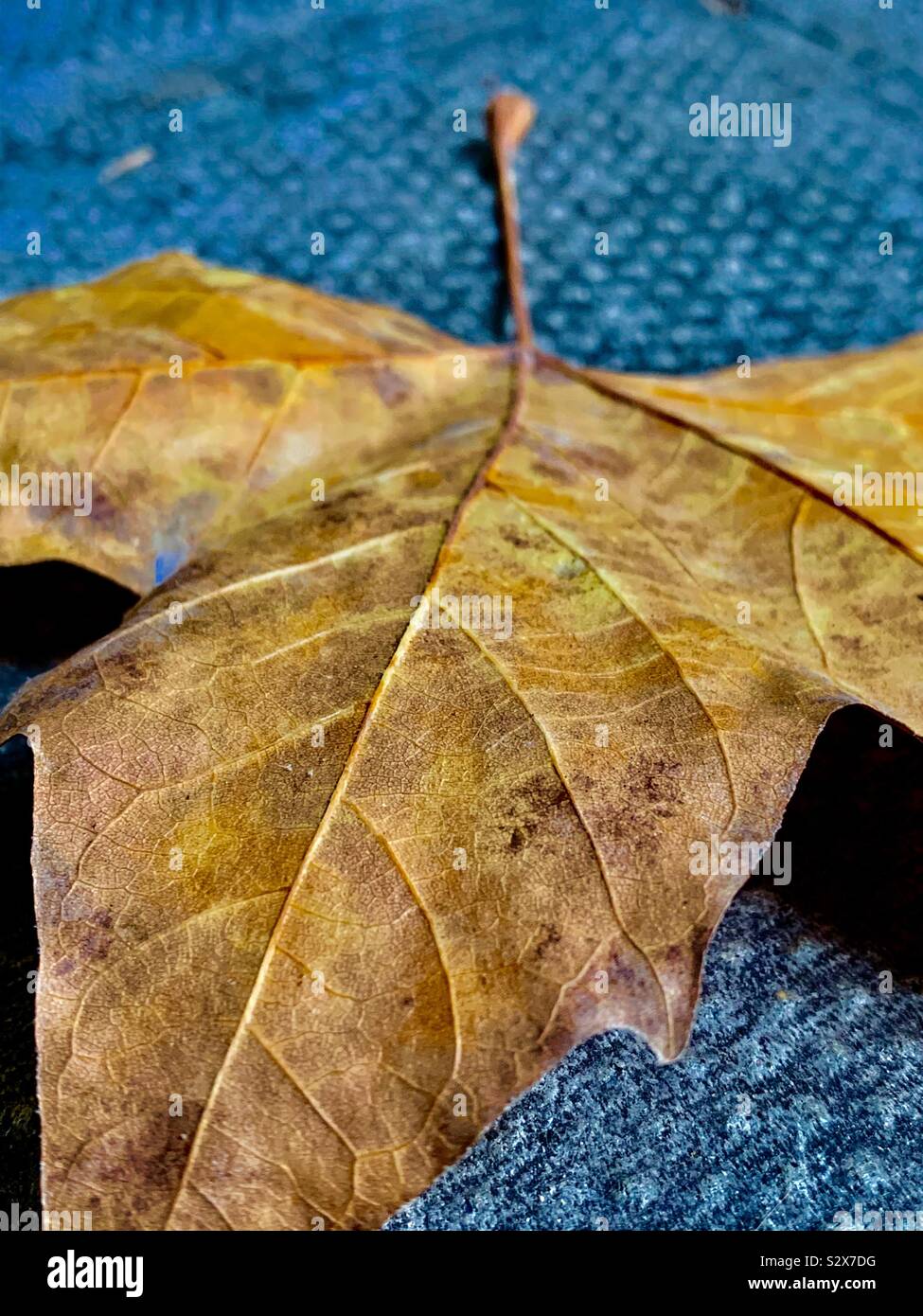 Close up of a dead leaf on the pavement Stock Photo