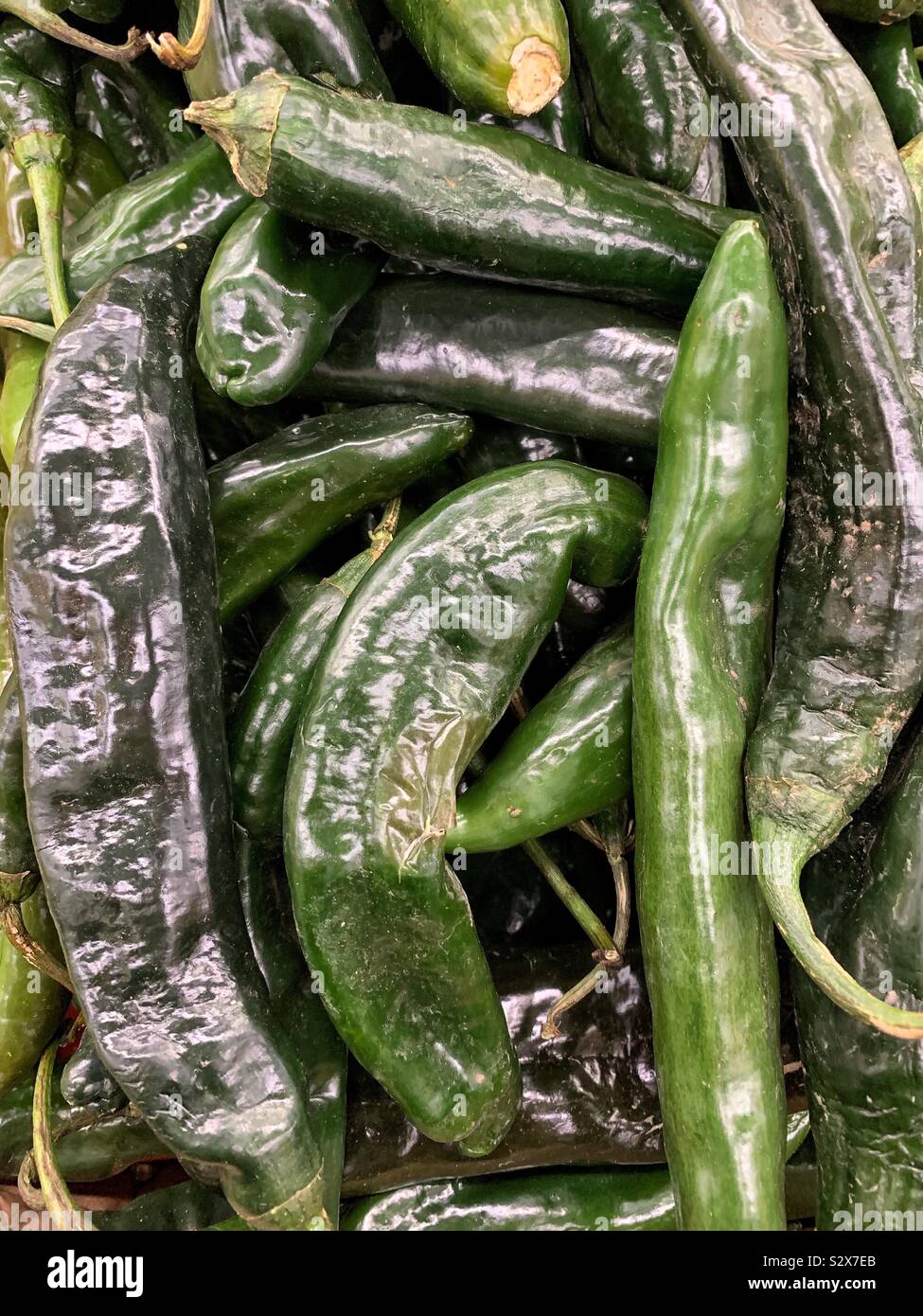 Green pasilla chile peppers hires stock photography and images Alamy