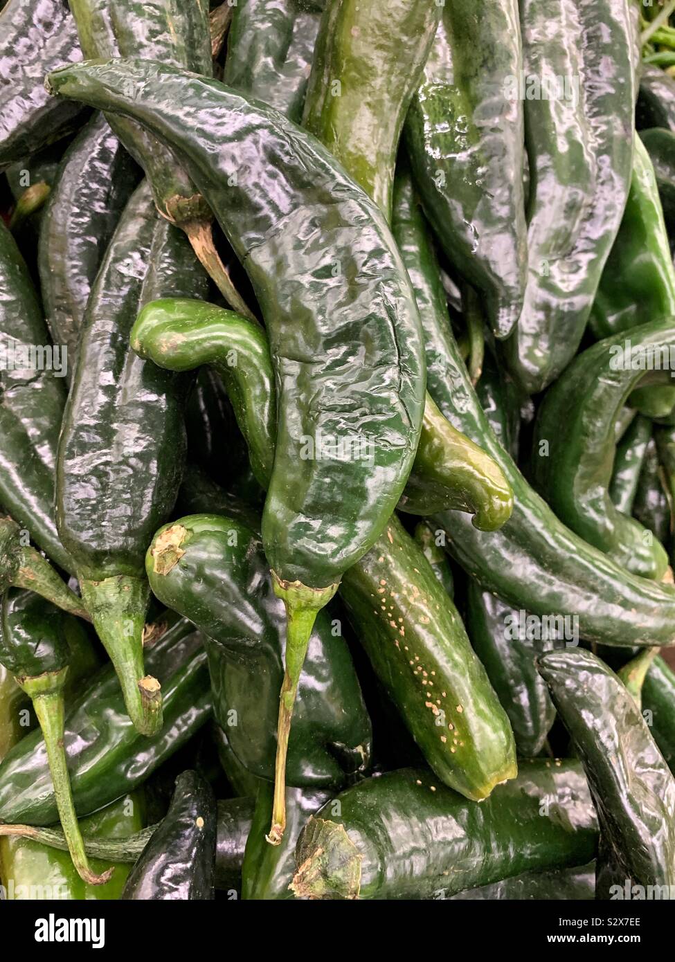 Green pasilla chile peppers hires stock photography and images Alamy
