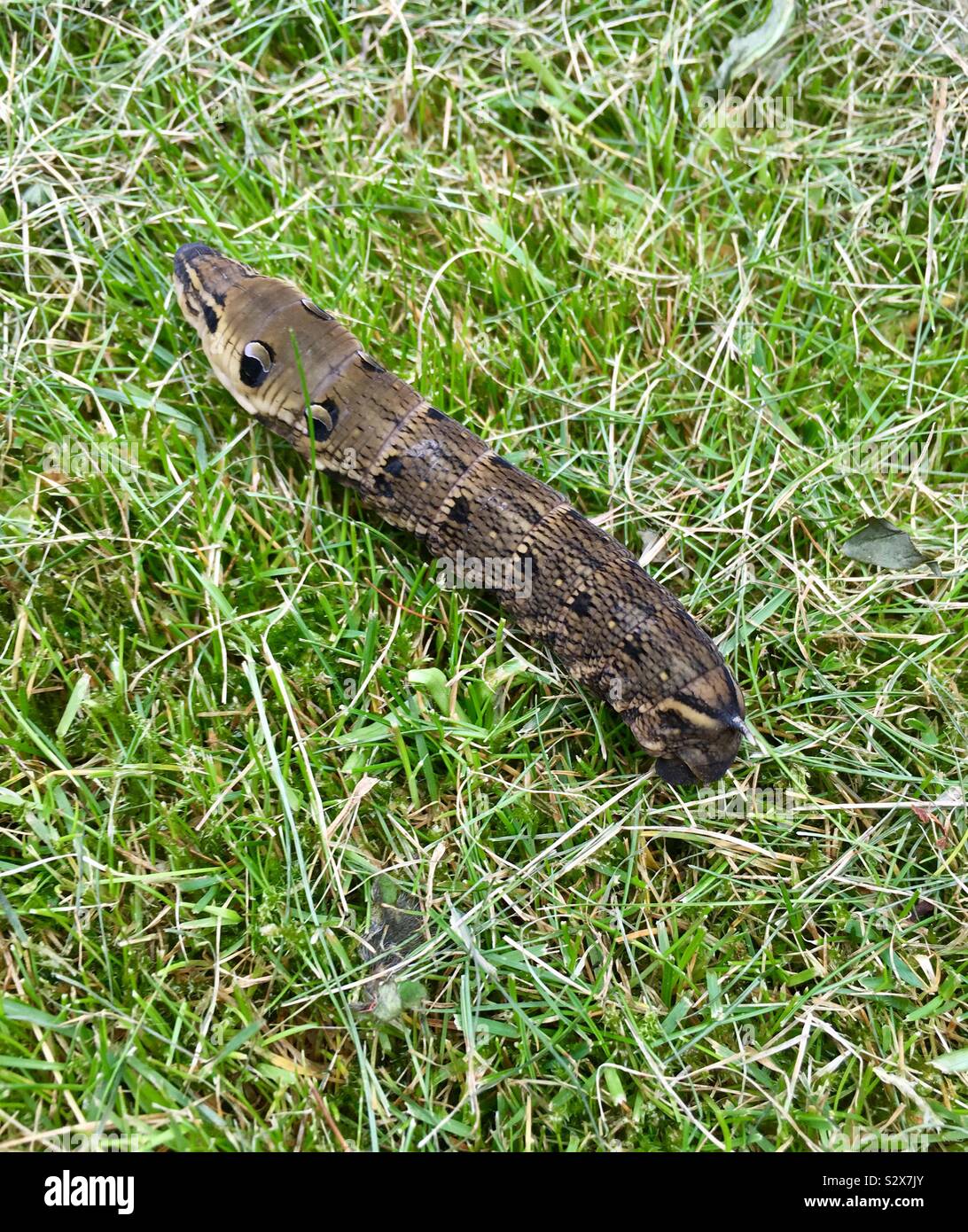 Elephant Hawk Moth Caterpillar Stock Photo Alamy