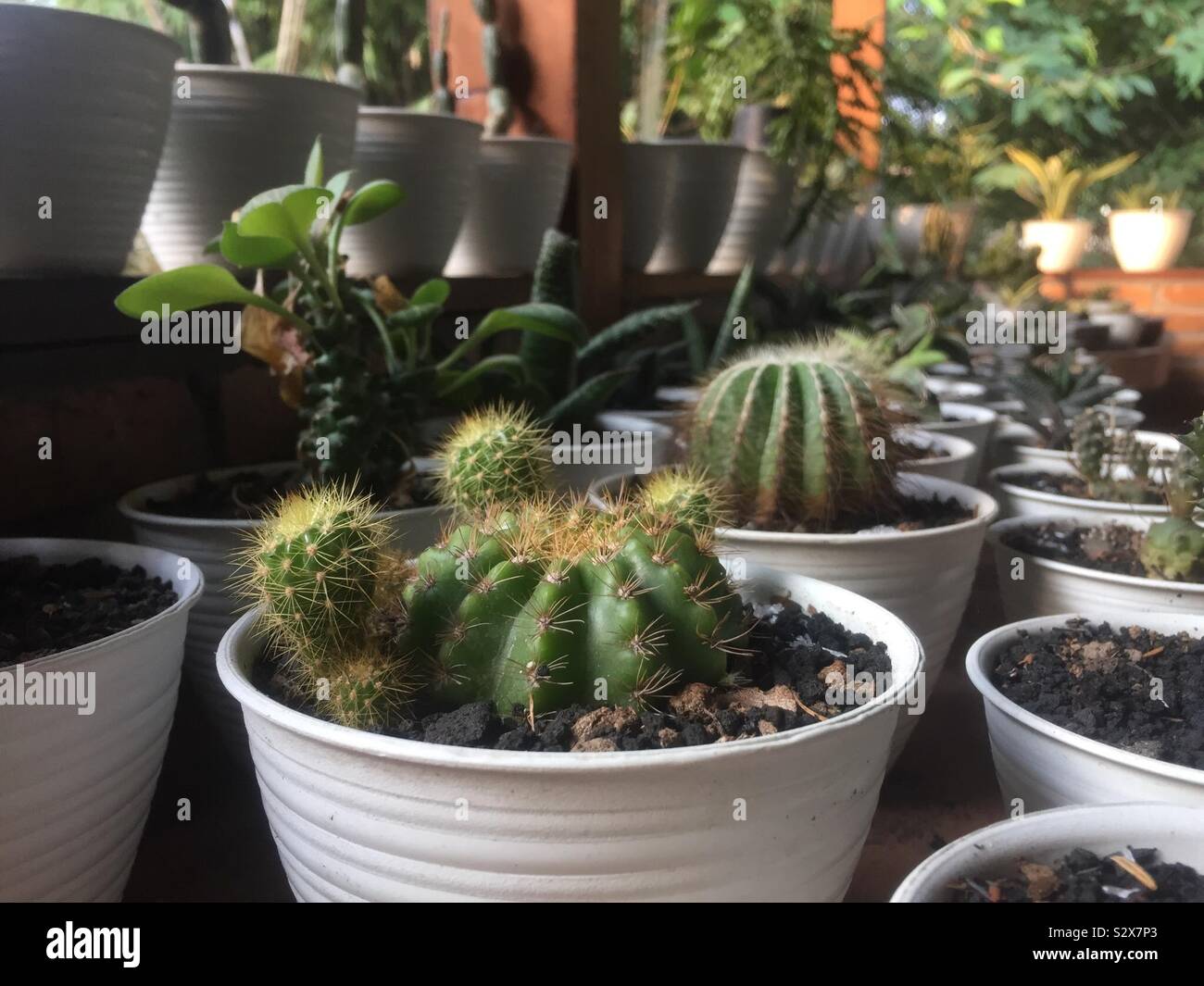 Beberapa jenis tanaman kaktus Stock Photo
