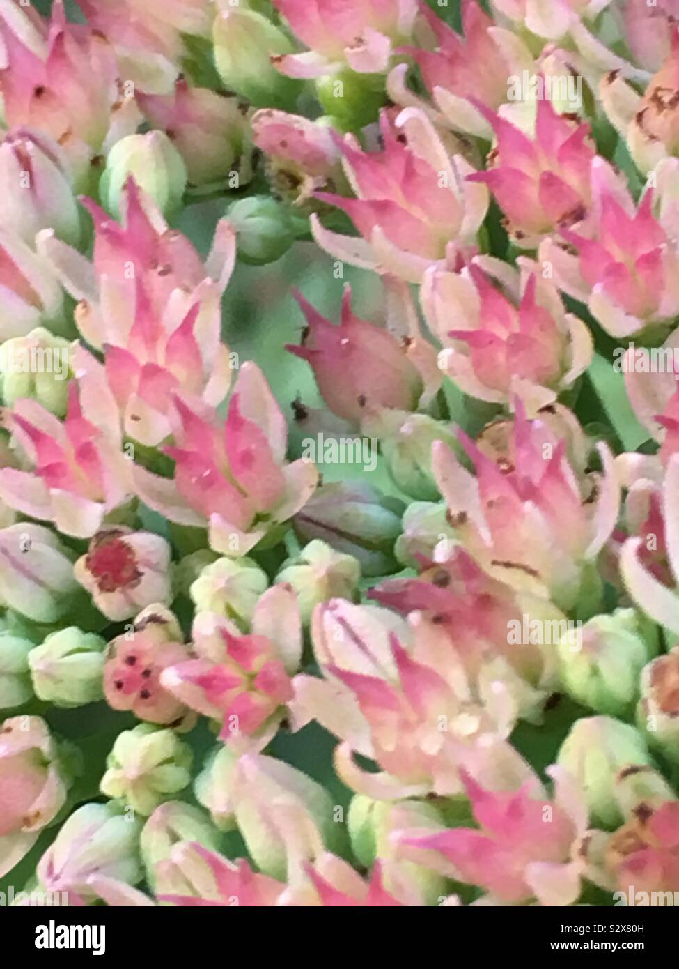 Close up of pink sedum flowers in autumn Stock Photo