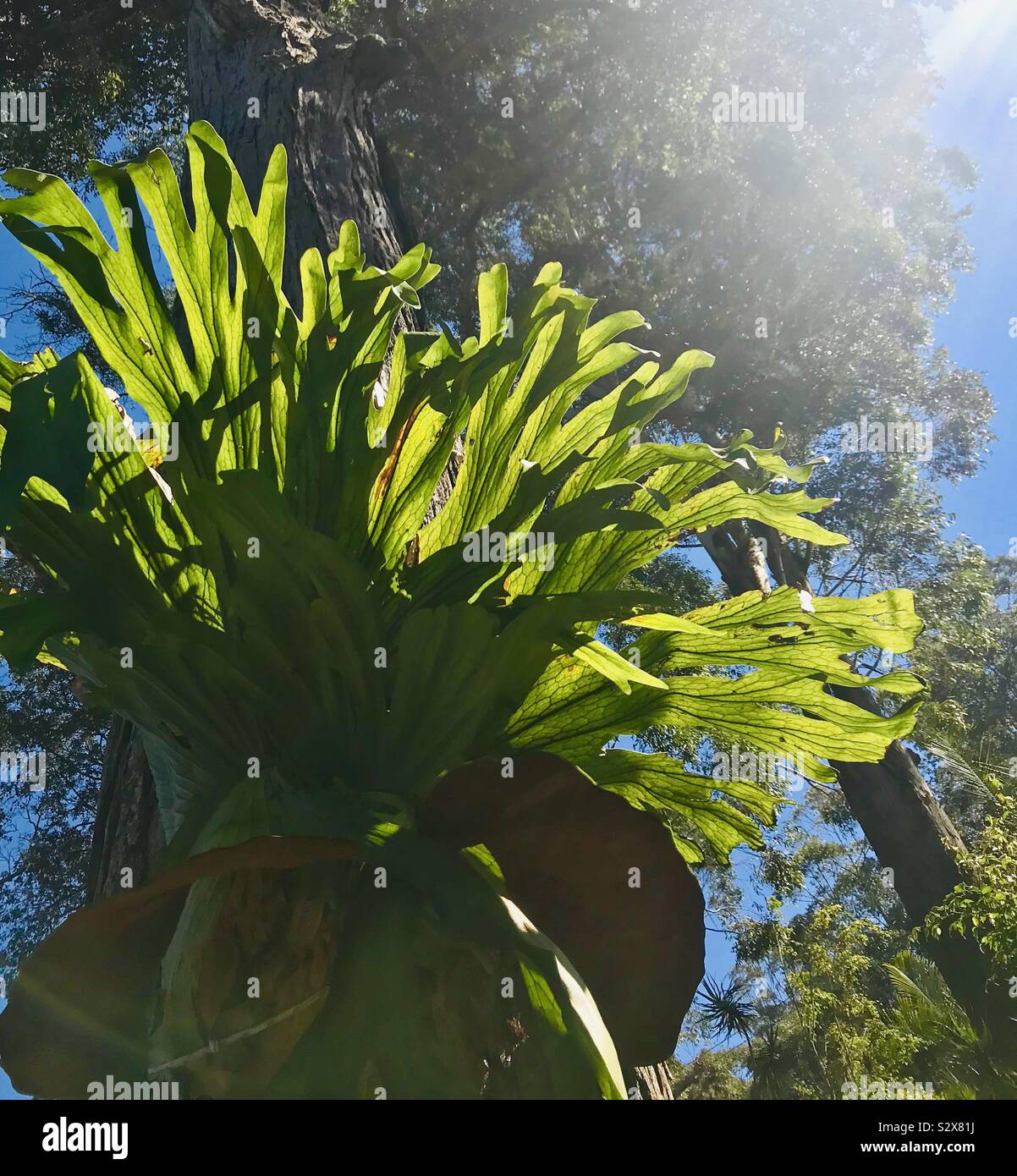 Giant stag horn in Australia Stock Photo Alamy