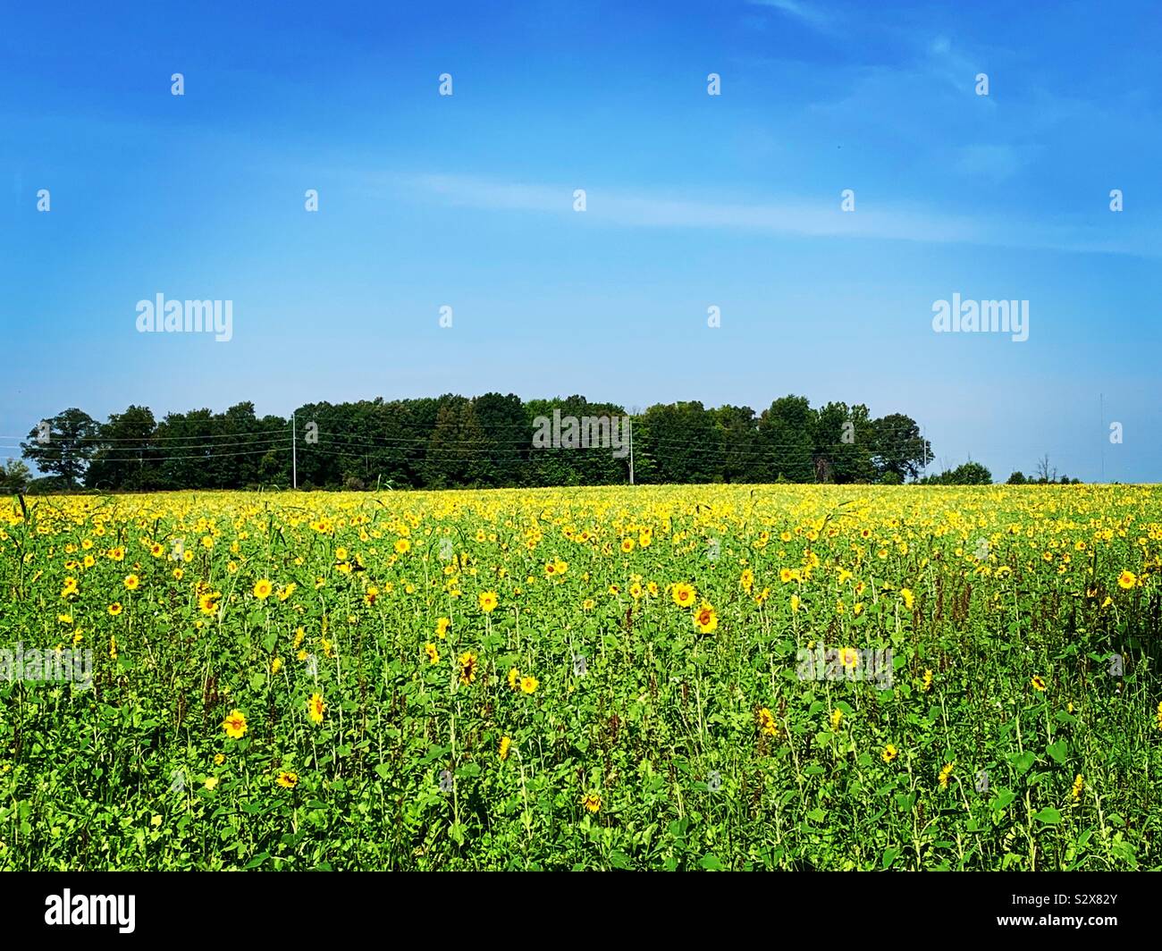 Yellow Sunflower field and trees with blue sky in Ohio Stock Photo