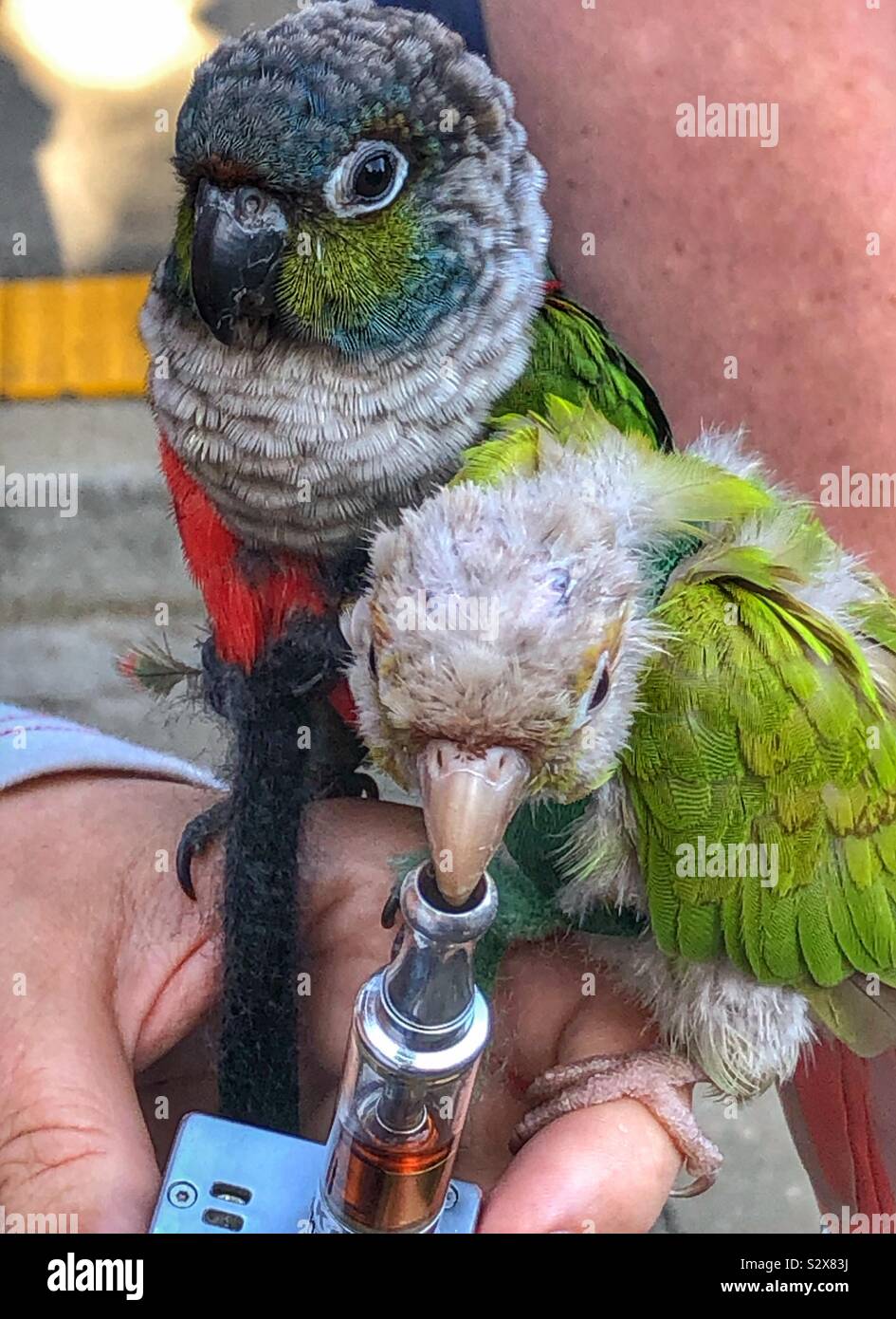 Two domesticated birds sitting on a person’s finger. - Smartphone Captured Stock Image