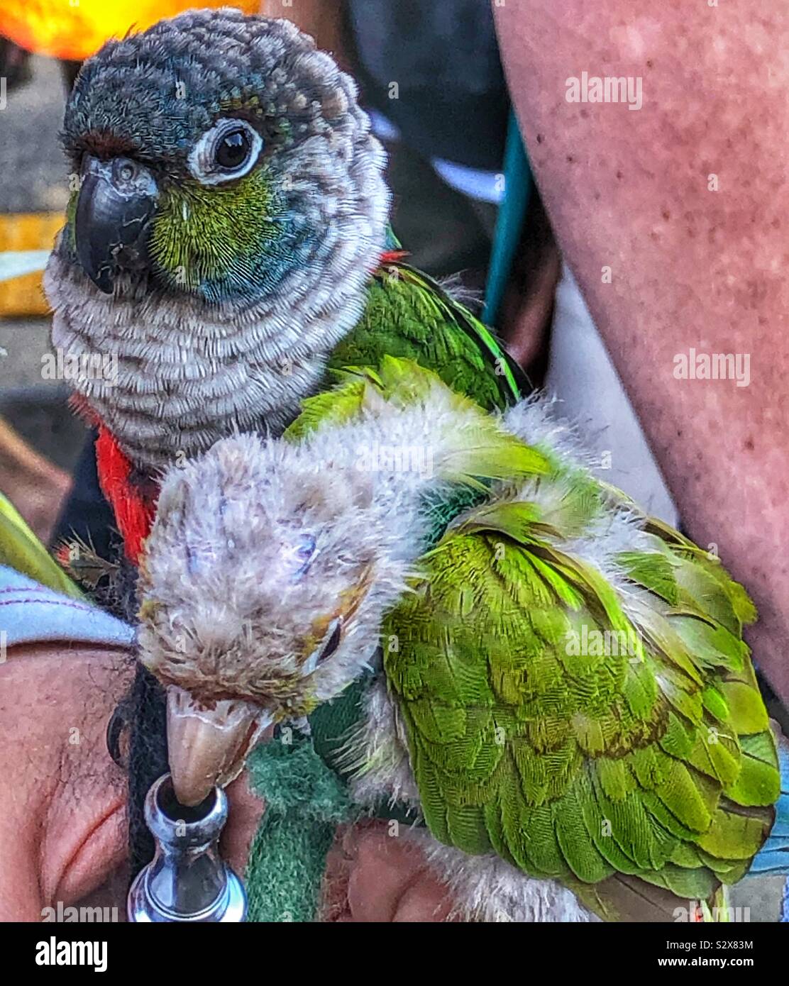Domesticated birds hires stock photography and images Alamy