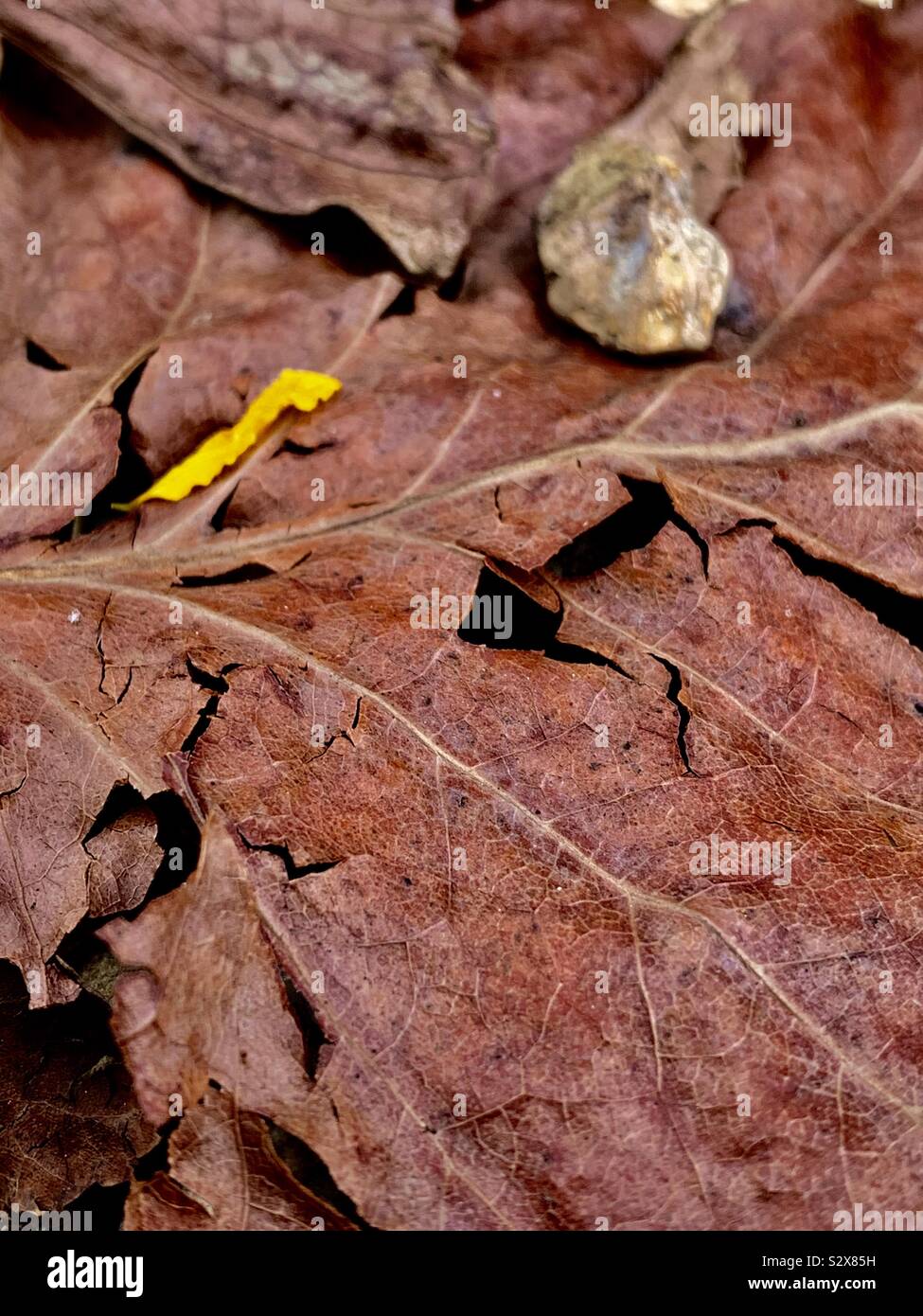 Dead leaf laying on the ground, evidently cracked in many parts; a little stone and yellow petal fallen on top of it Stock Photo
