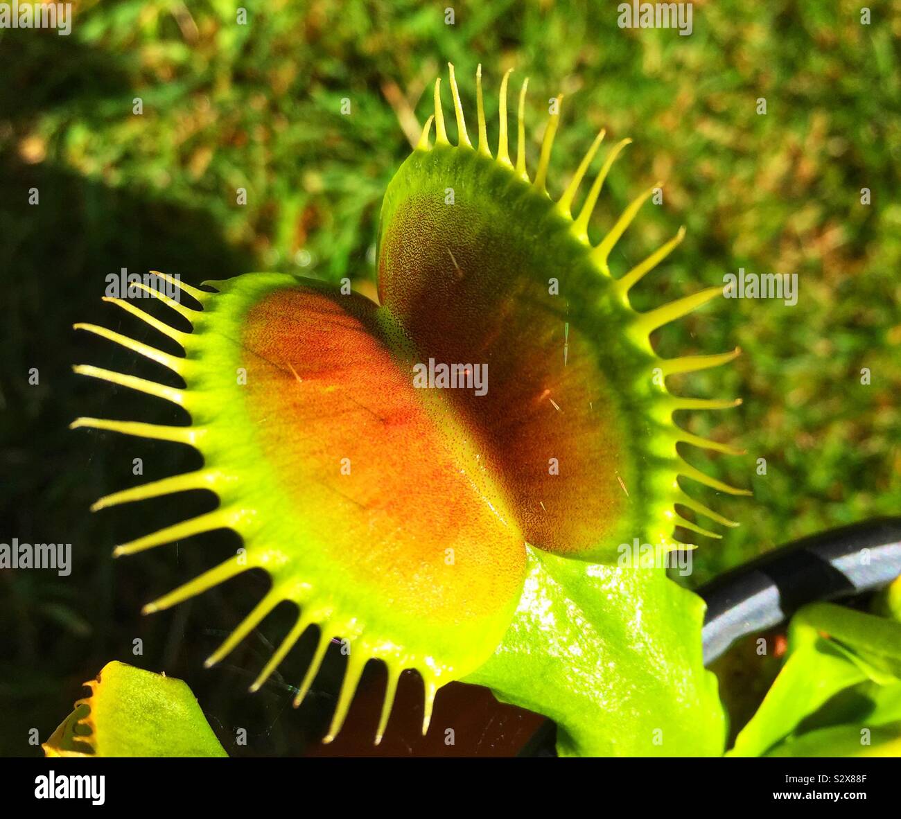 Venus fly trap Stock Photo Alamy