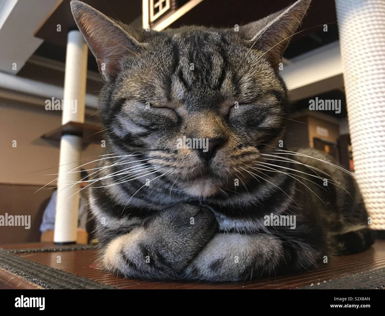 Cats crossing paws 2025