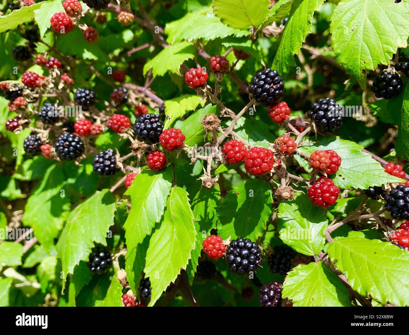 Blackberries - Smartphone Captured Stock Image