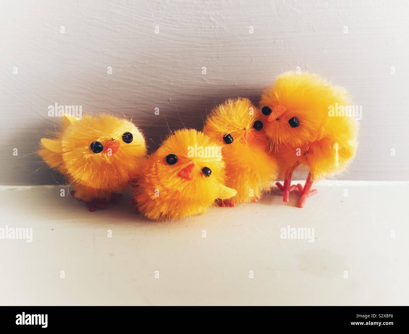 Chicks Stock Photo