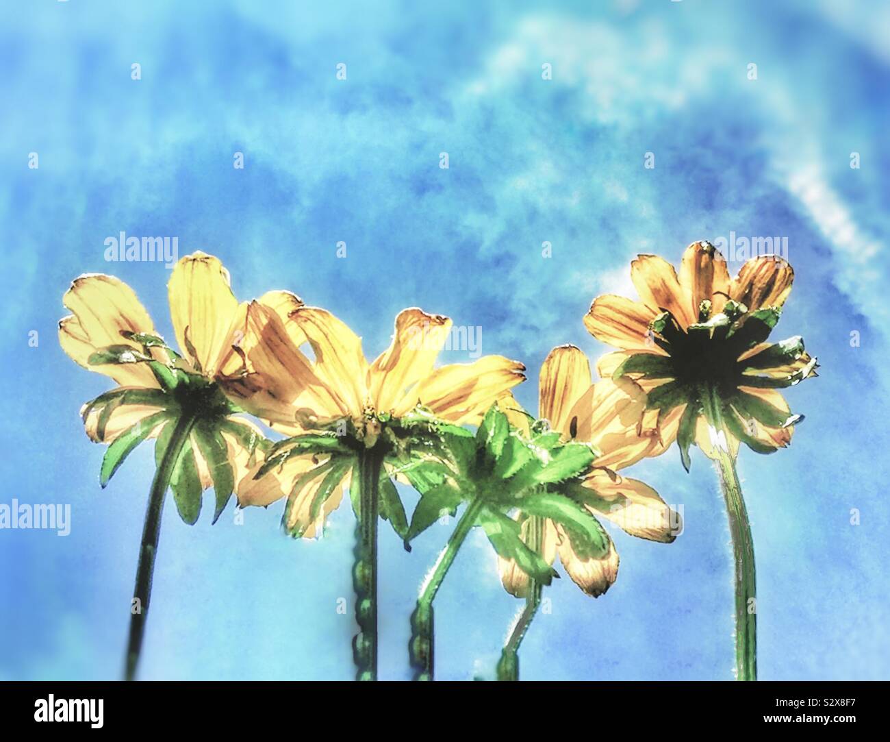 Yellow Rudbeckia flowers. - Smartphone Captured Stock Image