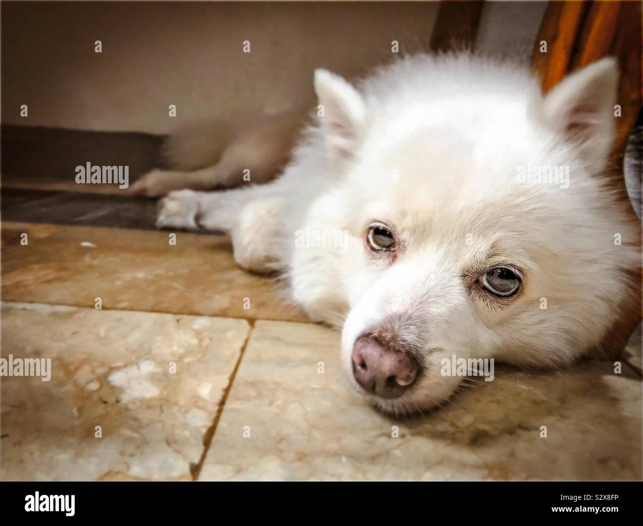 Spitz House High Resolution Stock Photography And Images Alamy