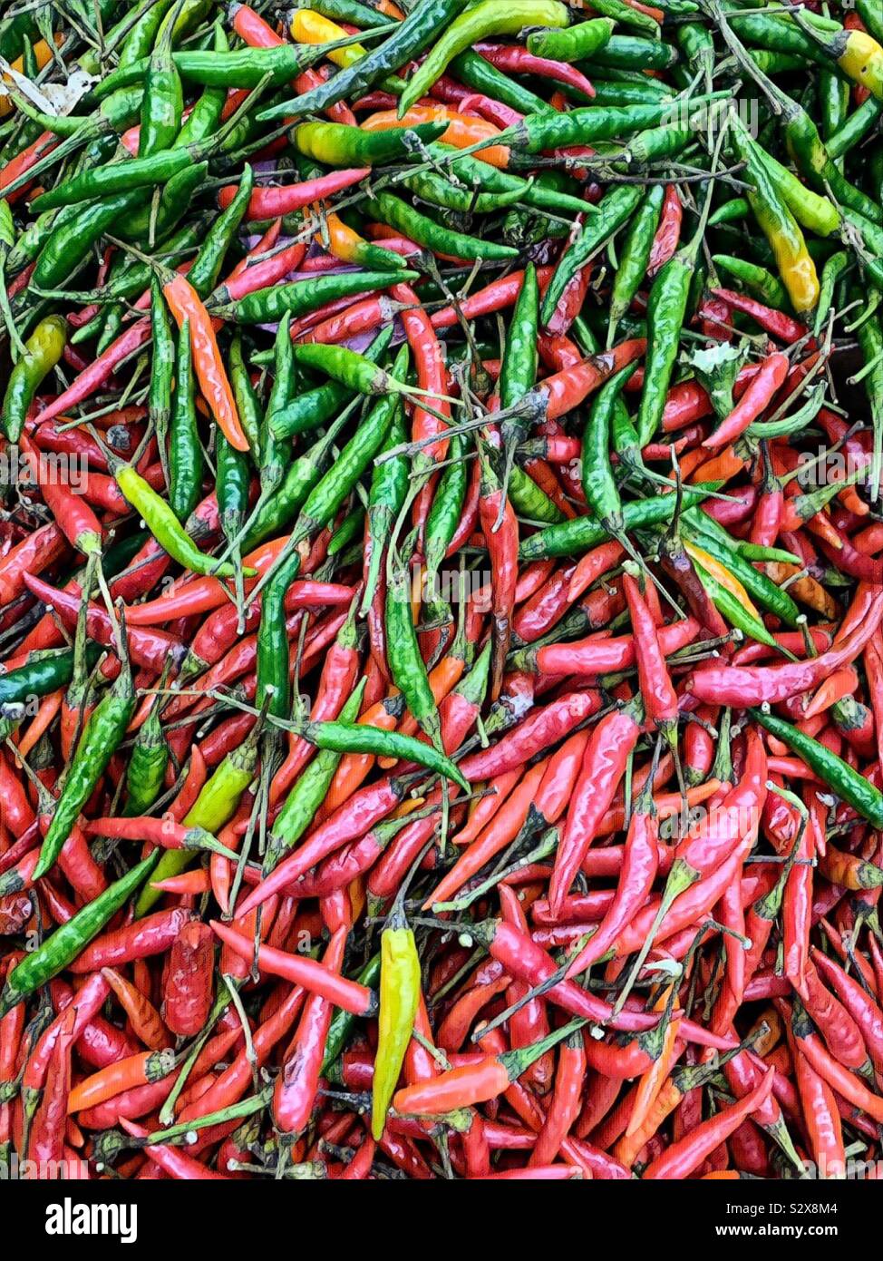 Hot Thai peppers. Stock Photo