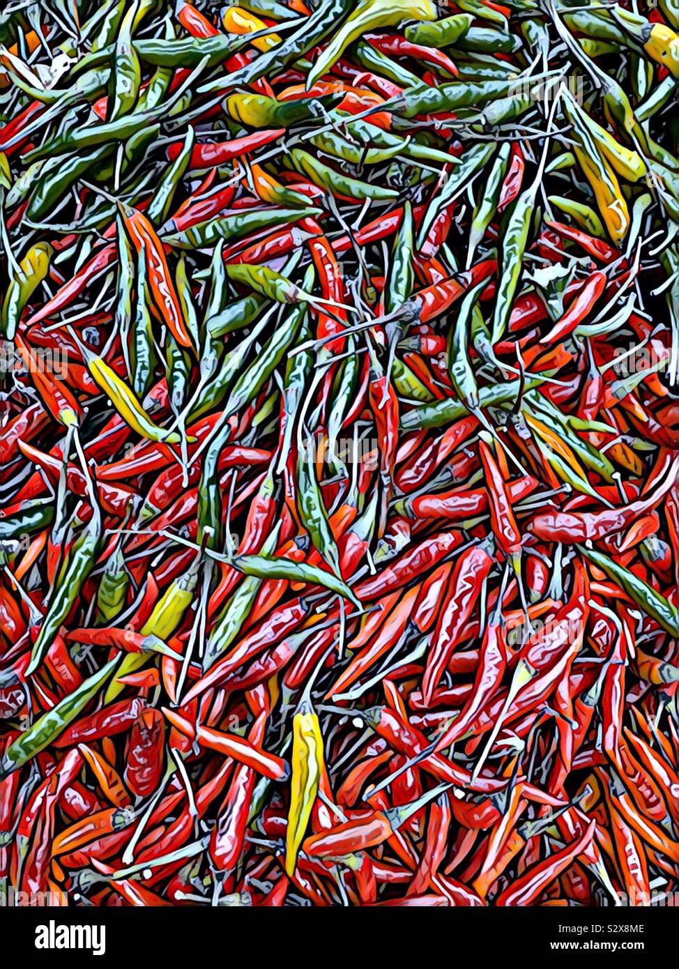 Color drawing of red and green ripe raw hot Thai peppers. Stock Photo