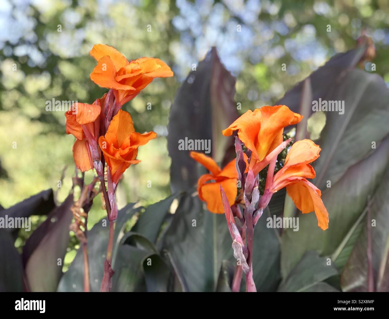 Canna Australia (Canna Lily Stock Photo Alamy