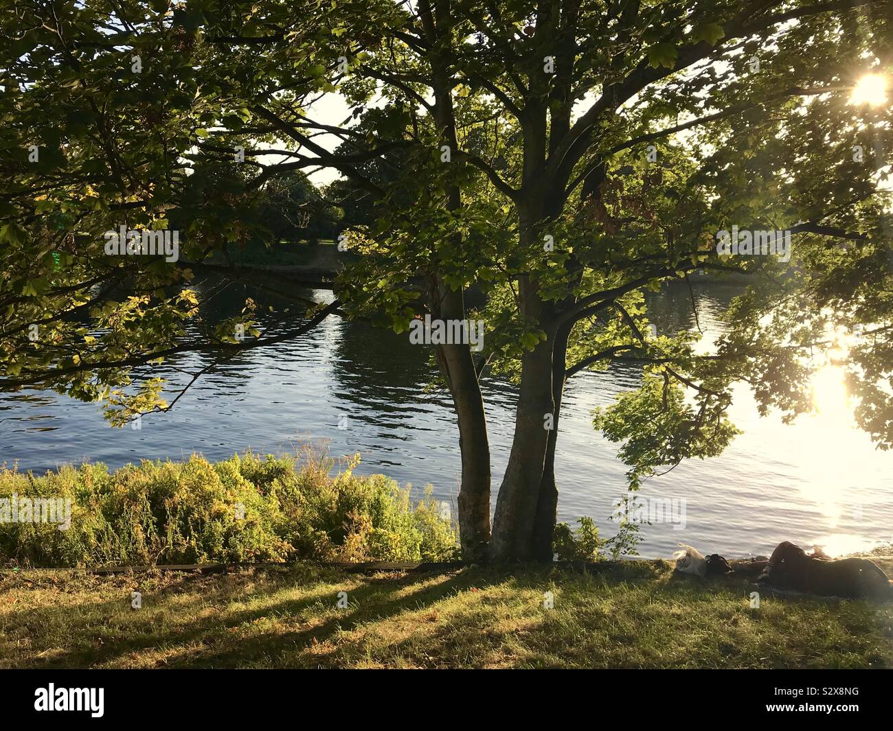 Rivers edge view, Richmond upon Thames, East Molesey, England, UK Stock Photo