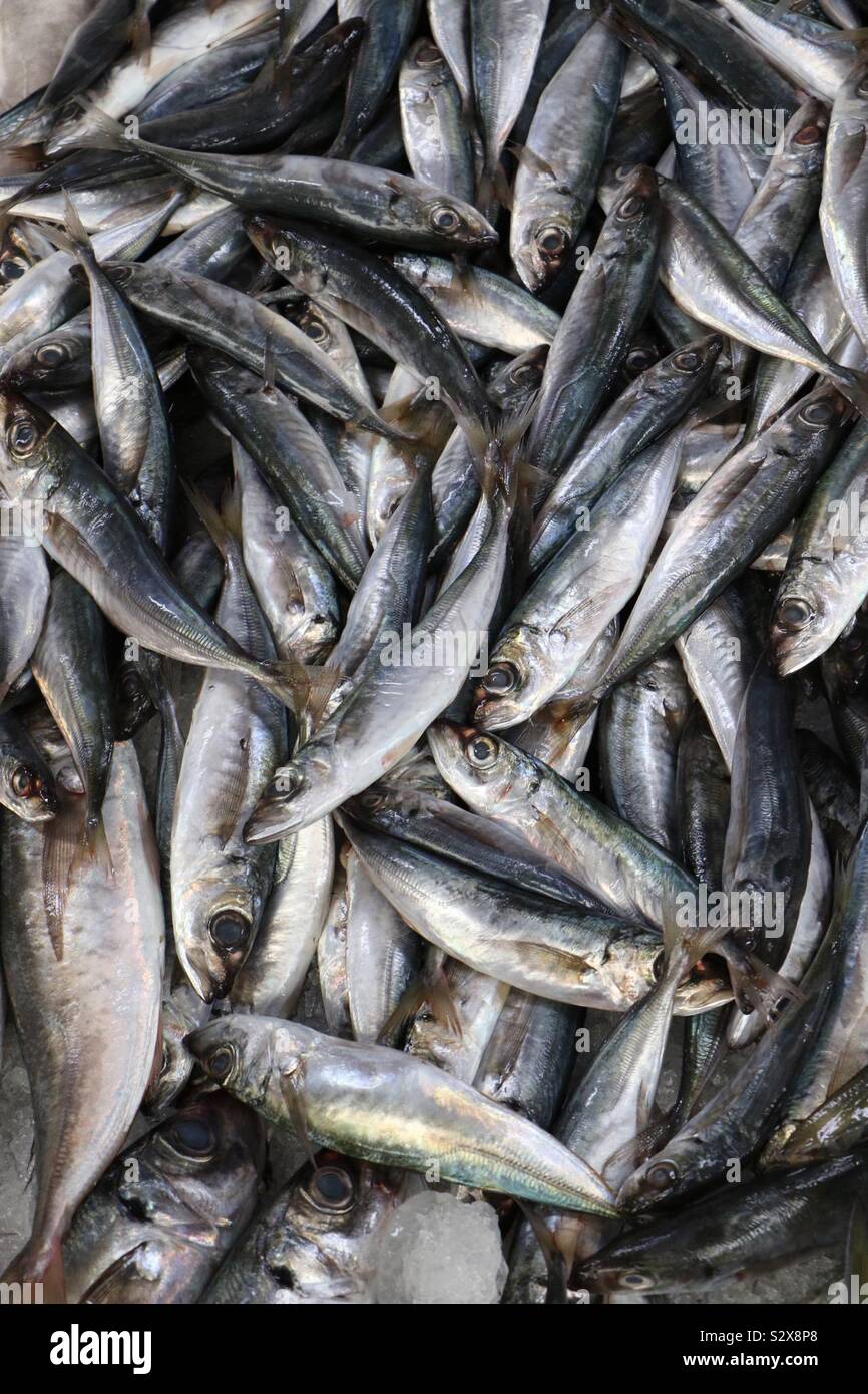 Fresh sardines for sale Stock Photo Alamy