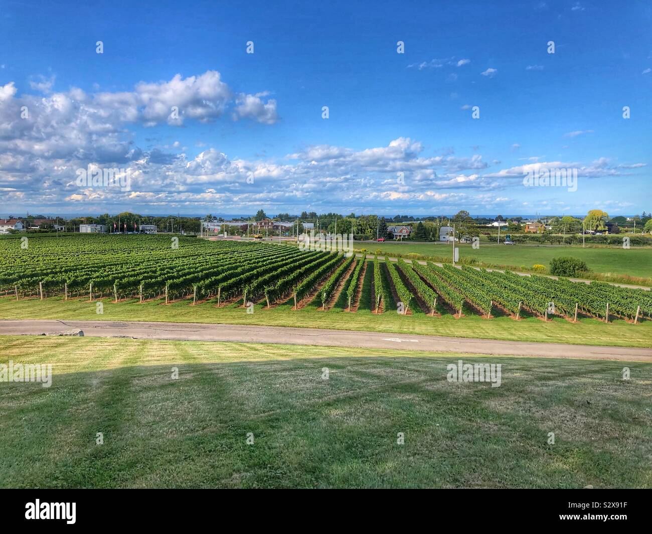 Ontario’s Niagara wine region. - Smartphone Captured Stock Image