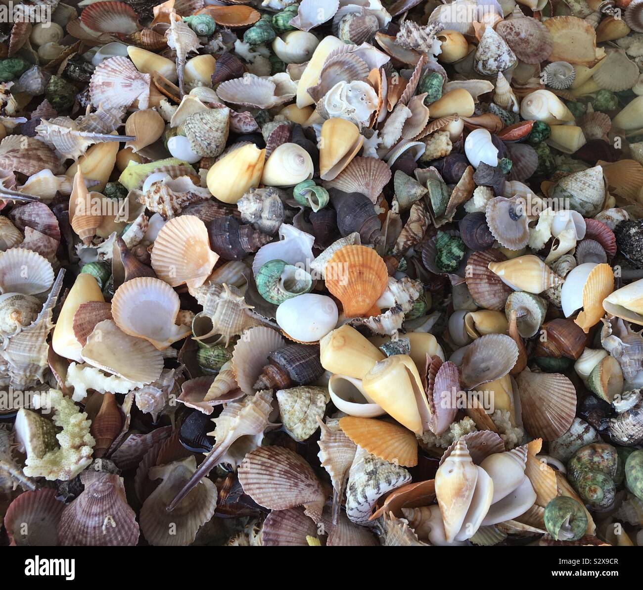 Colored Shells 2 Stock Photo Alamy