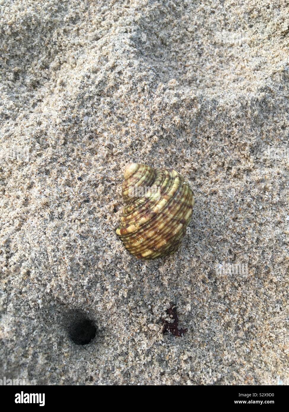 A house for the hermit crab! Stock Photo - Alamy