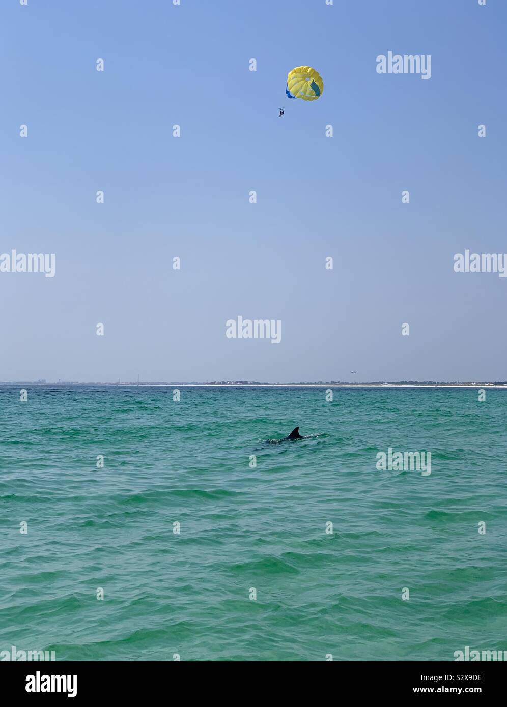 Dolphin in the Gulf of Mexico with a parasail in the sky - Smartphone Captured Stock Image