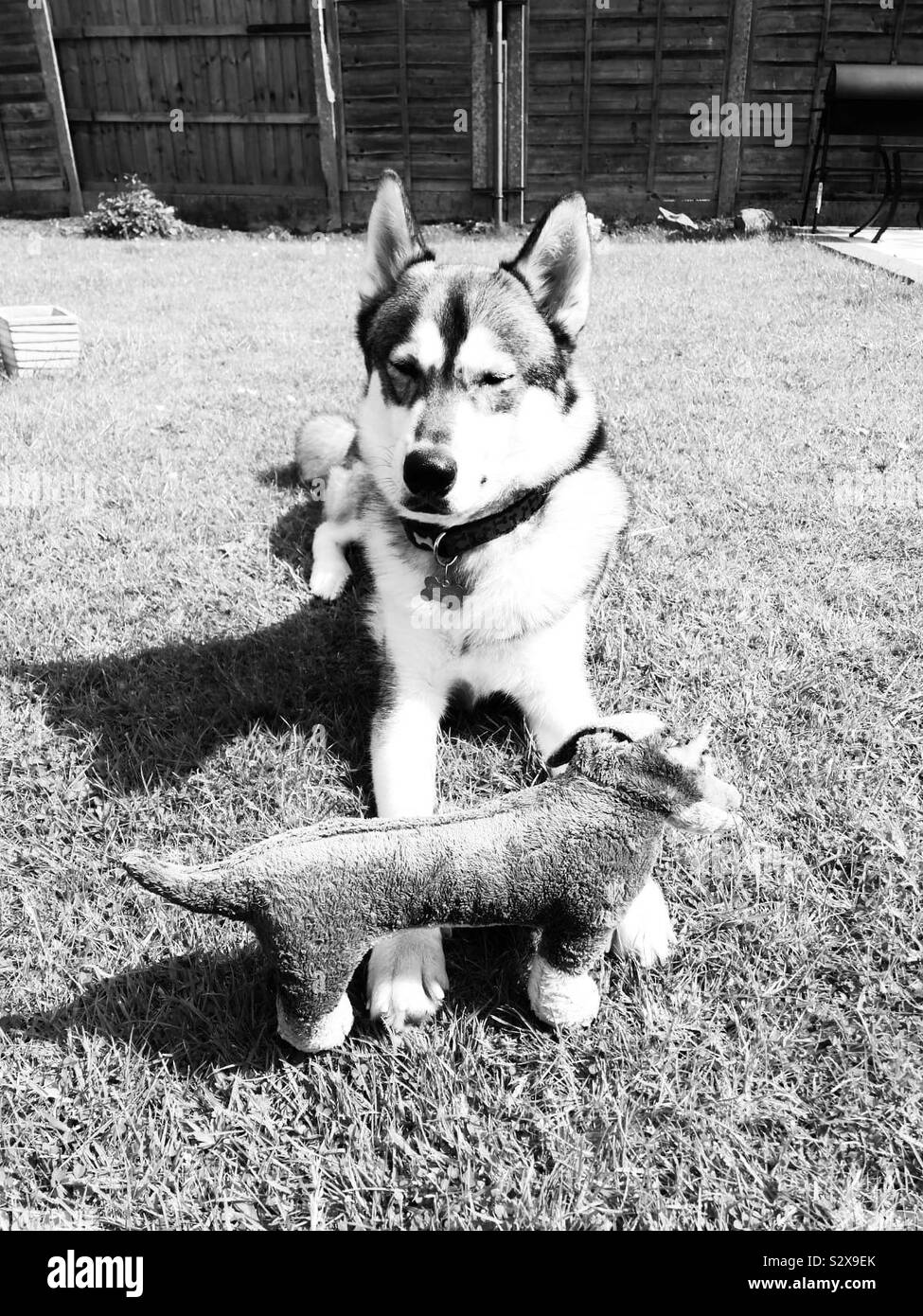 Husky sausage clearance dog