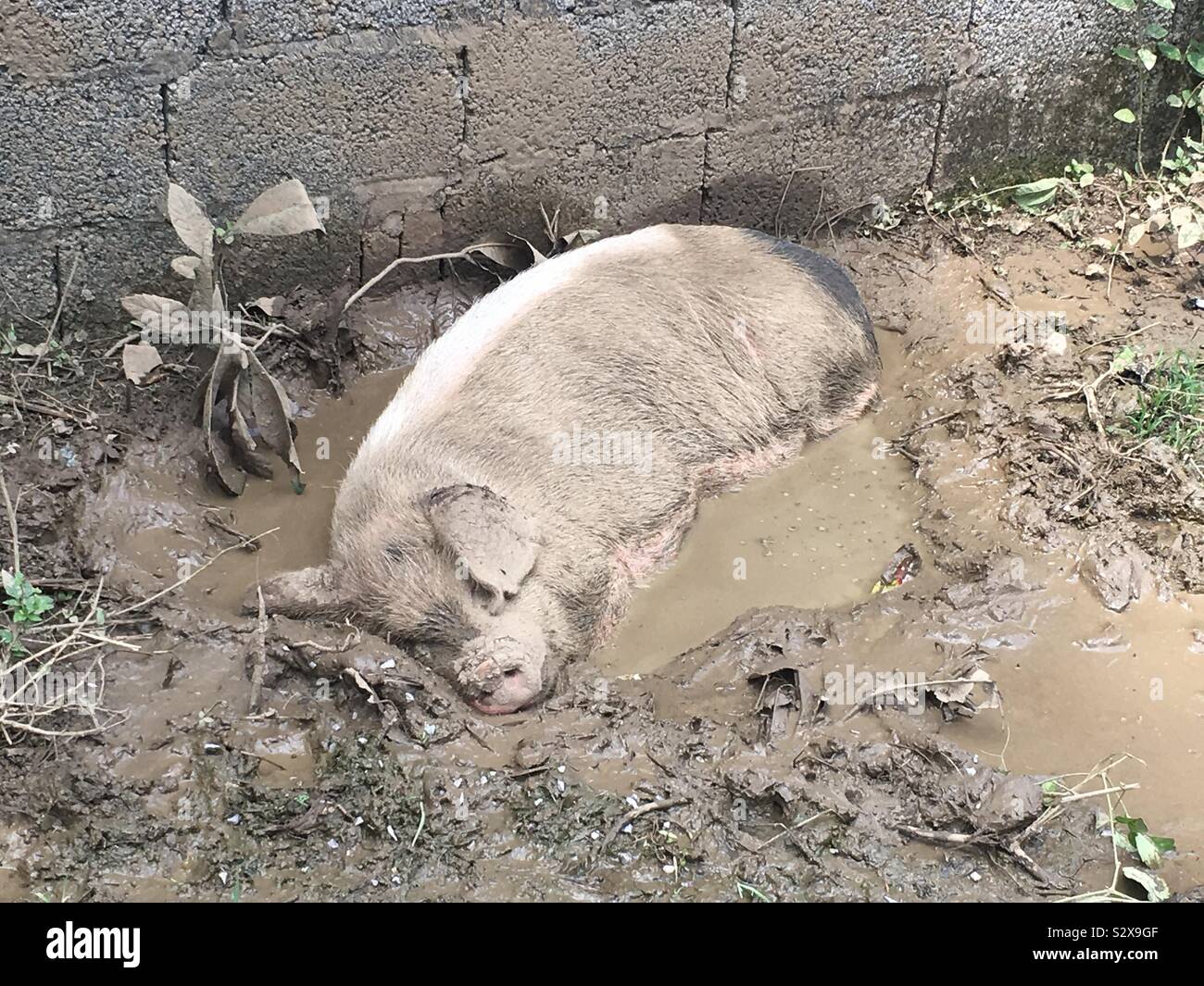 Dirty pig hires stock photography and images Alamy