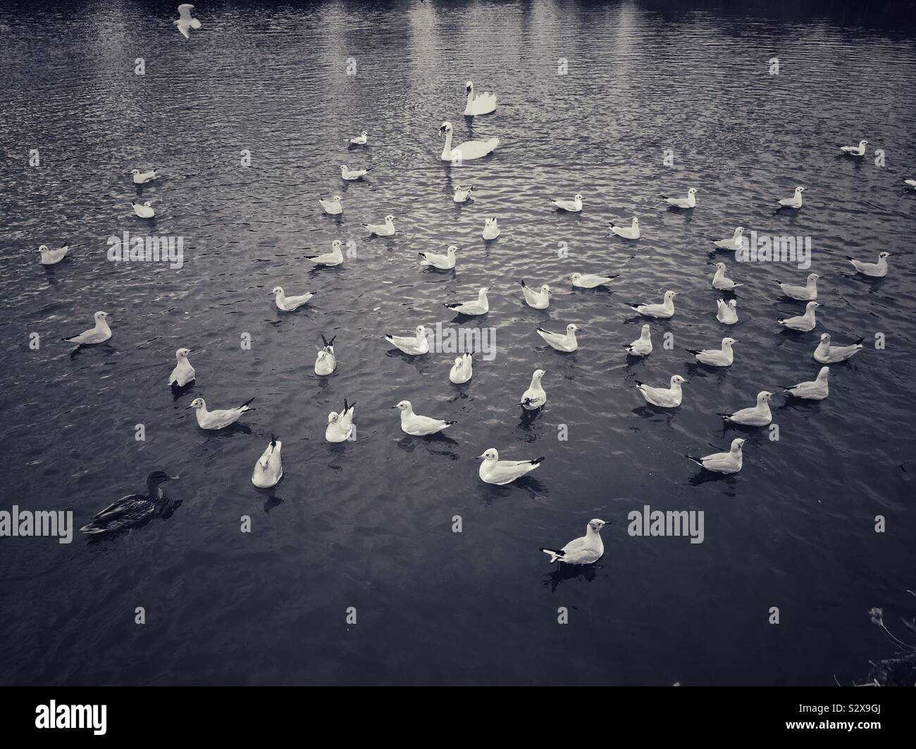 Gulls, Swans and Ducks quietly floating on still water. - Smartphone Captured Stock Image