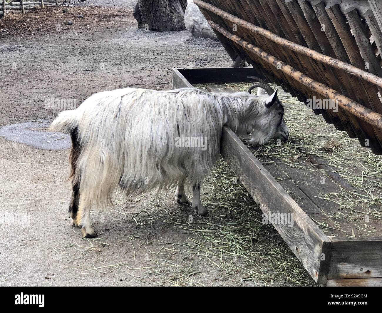 Hairy goat hires stock photography and images Alamy